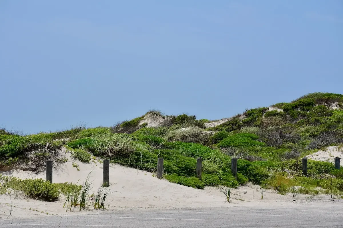 Vegetated sand dunes along Mustang Island State Park near Corpus Christi, Texas
