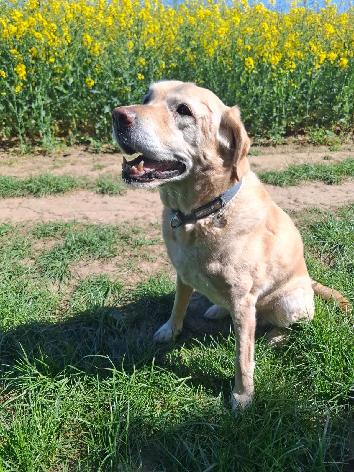 doog 12.jpeg
