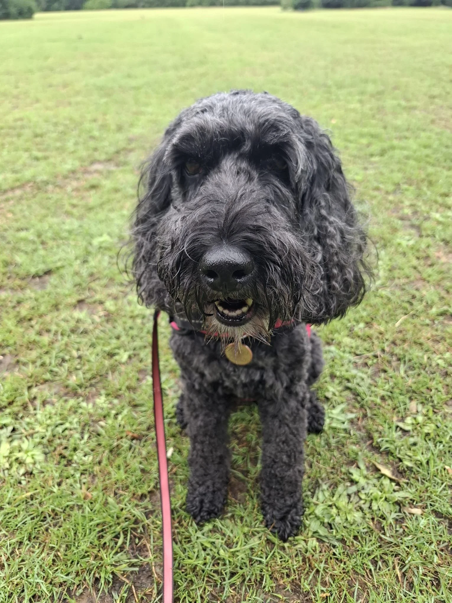 doggy 3.jpeg