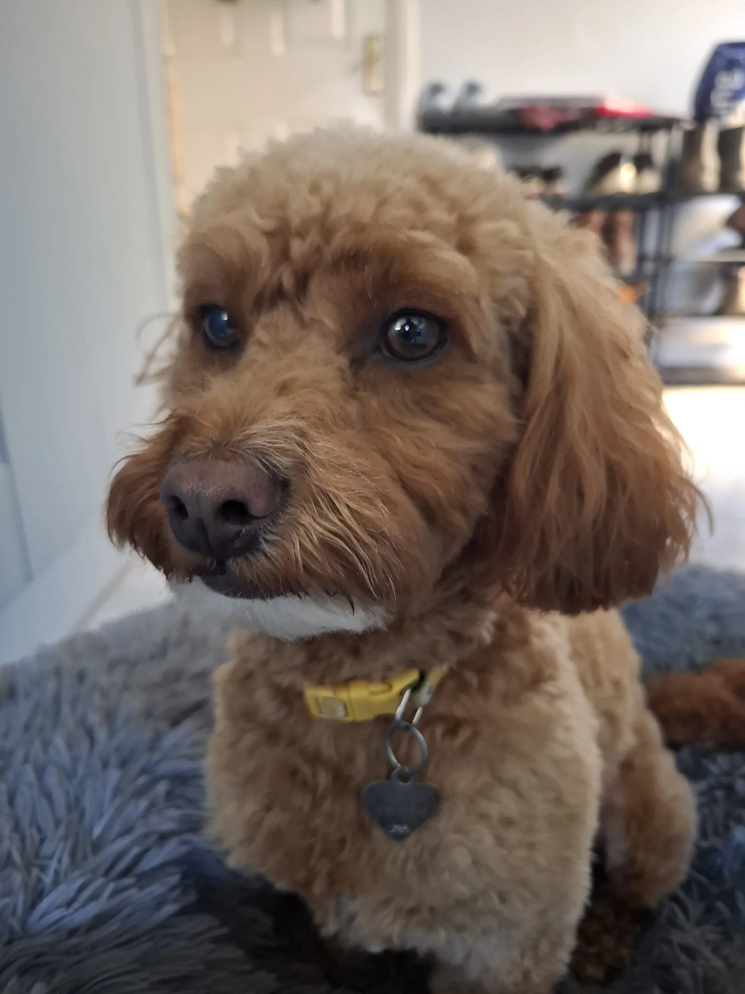doggy 11.jpeg