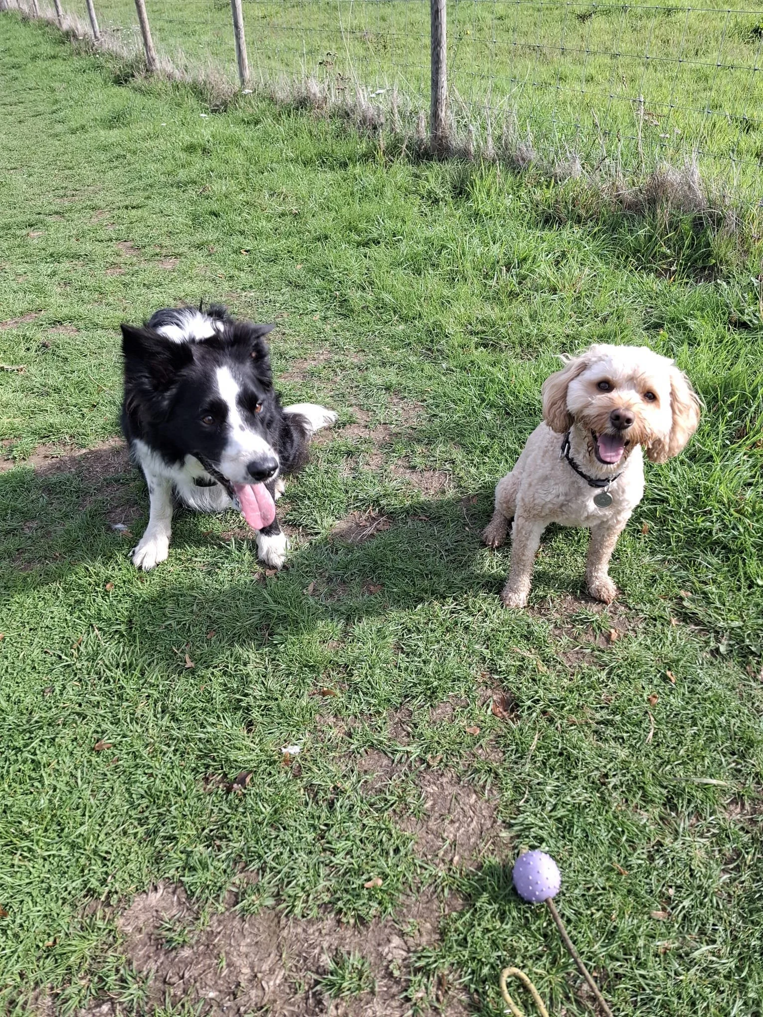 Badger and Billy