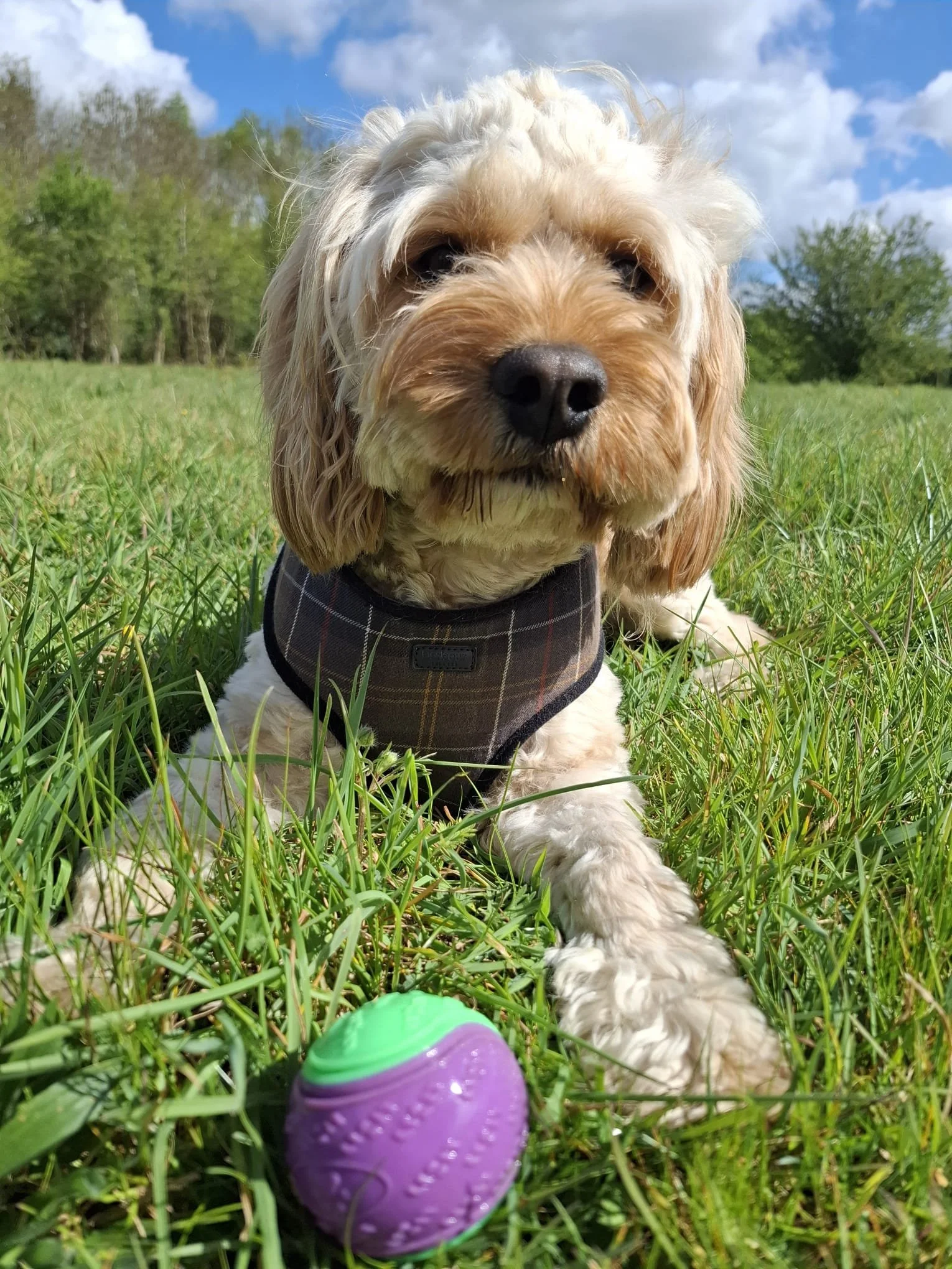 doggy 6.jpeg