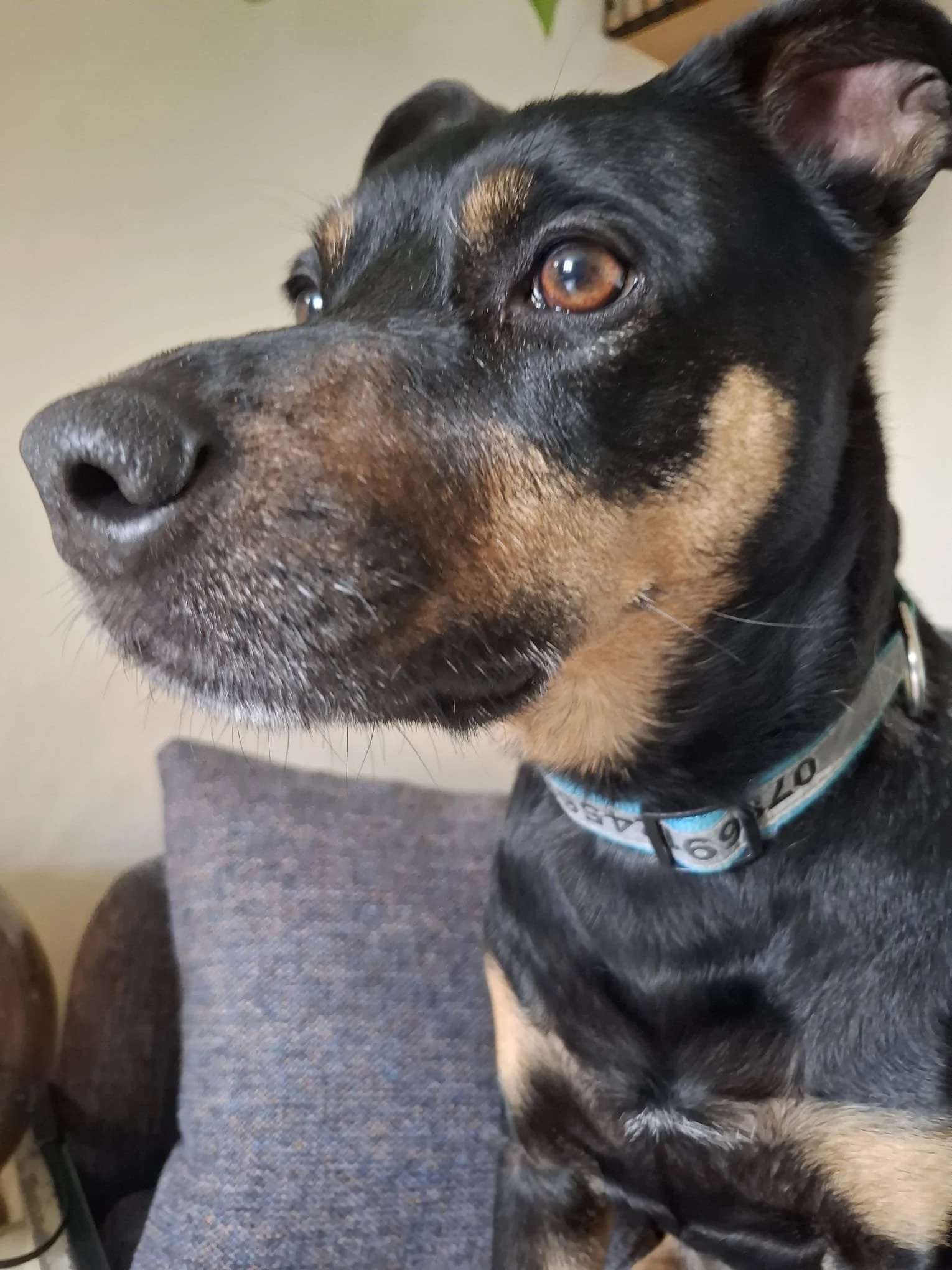 doggy 8.jpeg