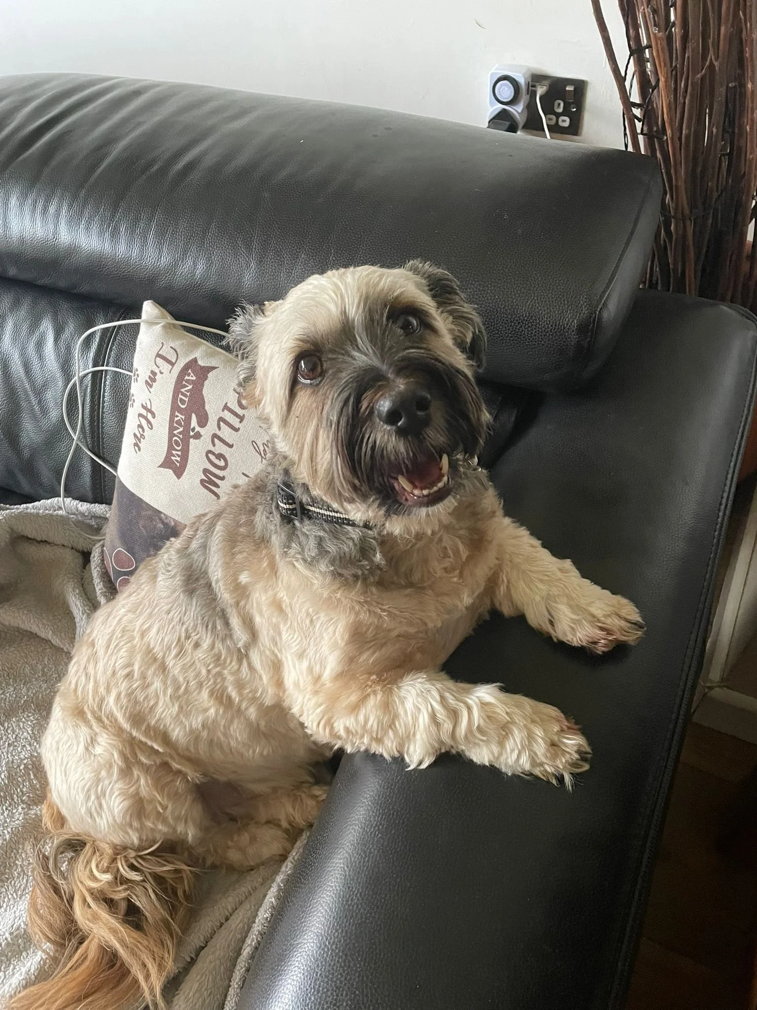 doggy 5.jpeg