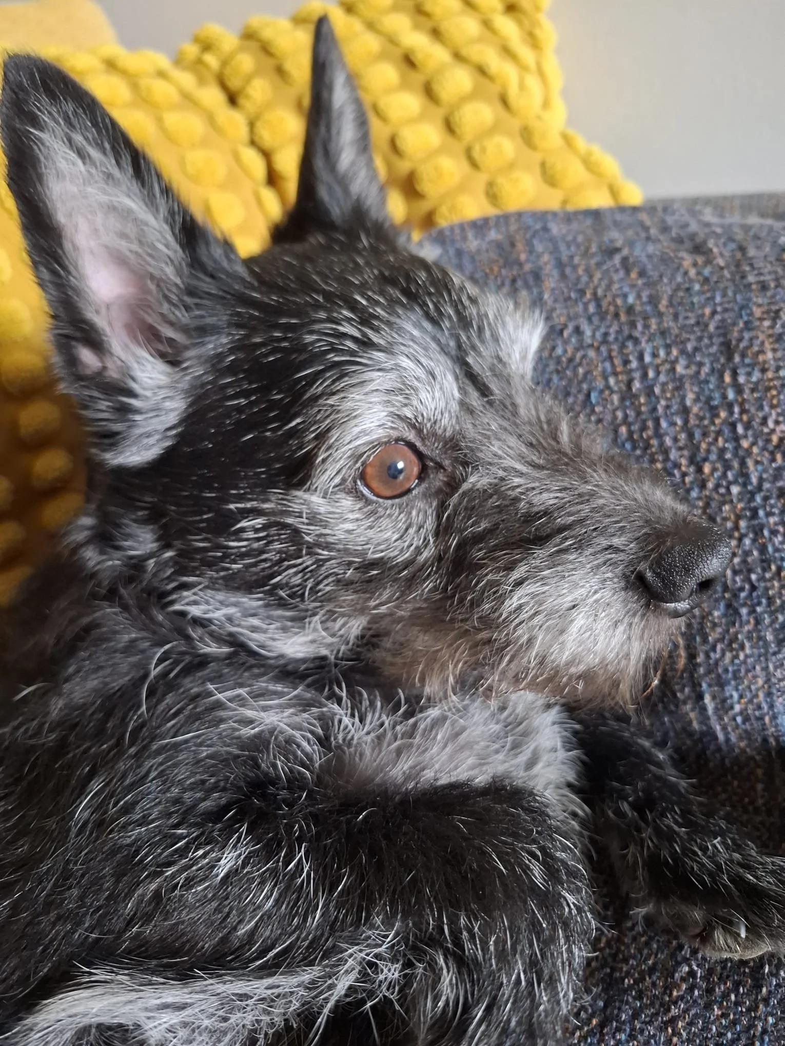 doggy 7.jpeg