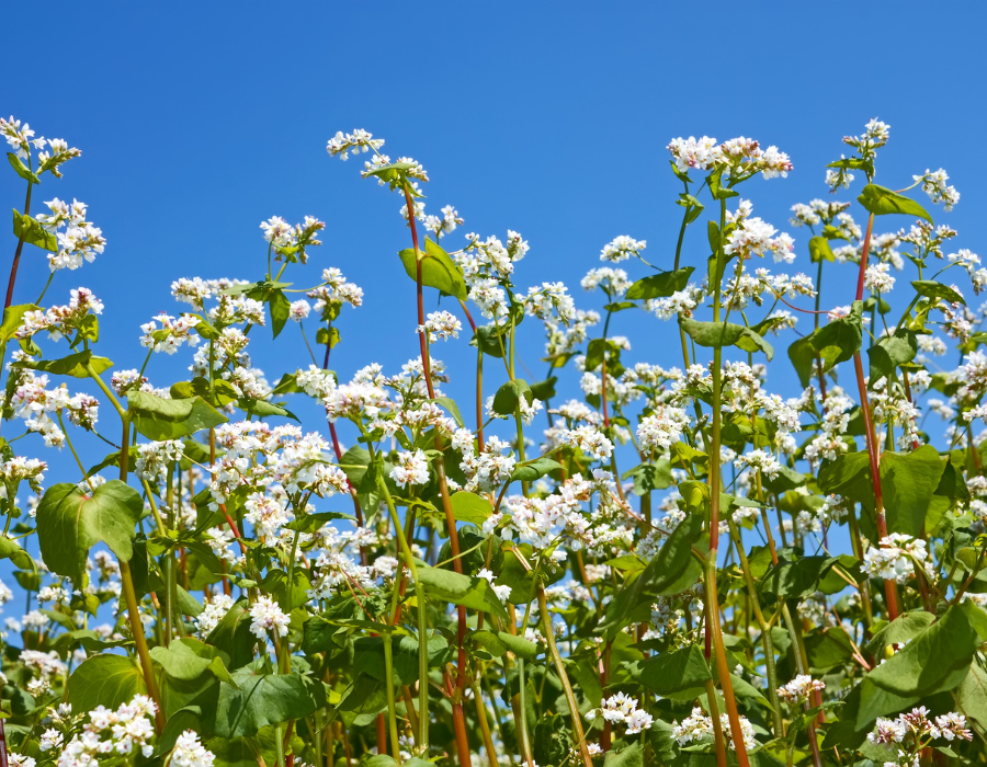 flowers (14).png