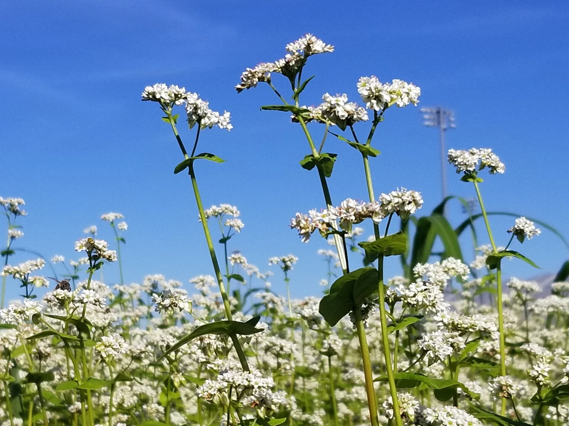Ashley-Adair-Buckwheat.jpg