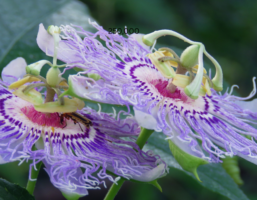 flowers (12).png