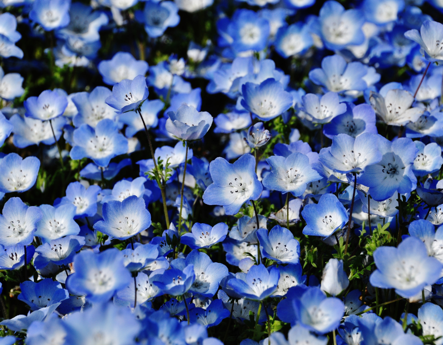 flowers (8).png