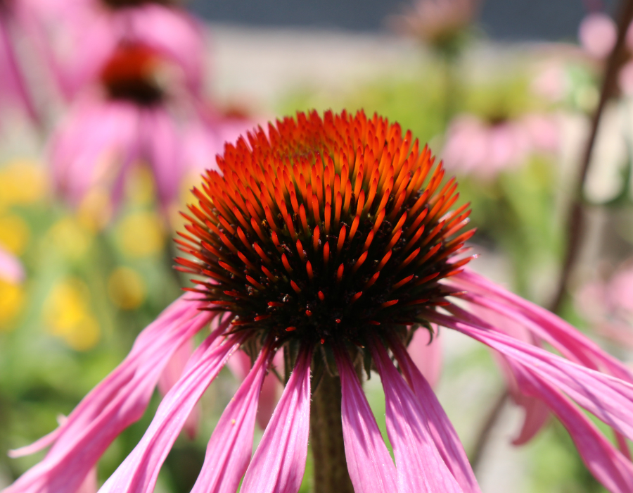 flowers (6).png