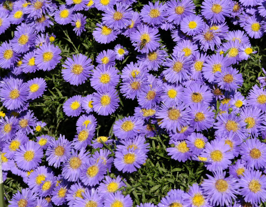 flowers (2).png
