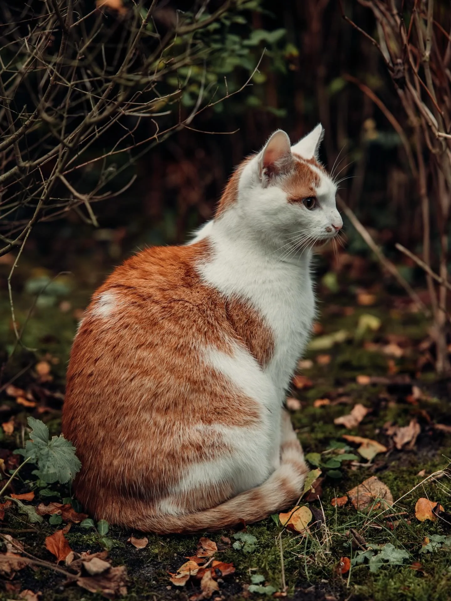 This Dutch kitty stole my heart, so cute! 🧡🐾