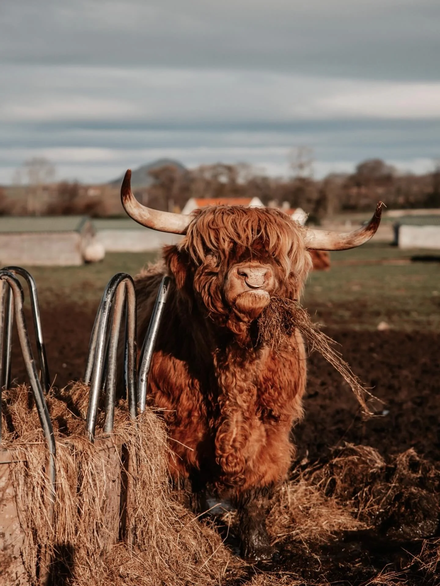 They asked me what I wanted to see. I said a Highland coo. Dreams do come true.. 🤩🤎
#highlandcoo