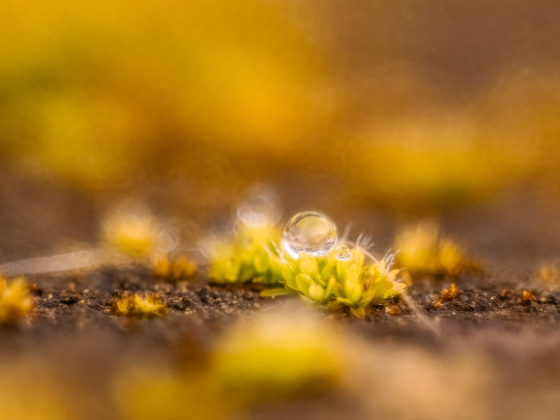 Glaskugel im Zauberland - P1040074xy Kopie.jpg