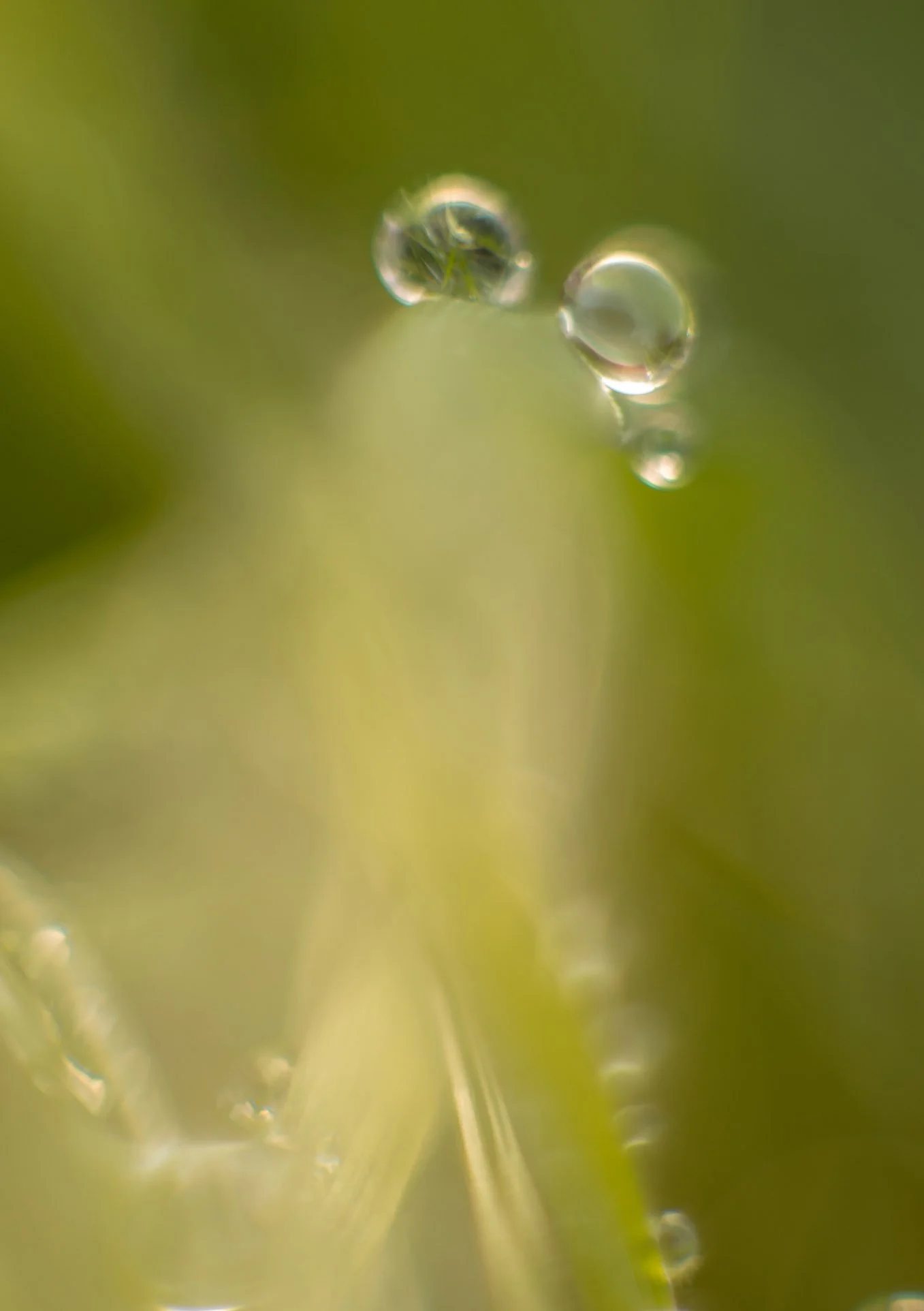 Tropfengipfel - PC270308 Kopie.jpg