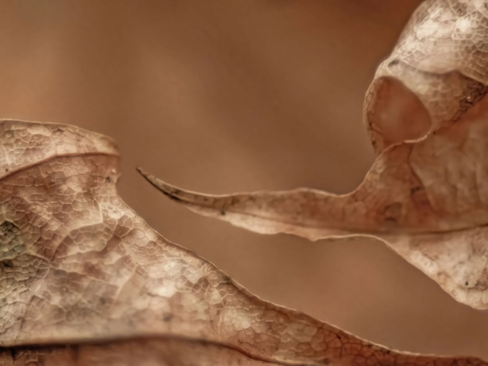 Laubblätter-Ballett - P1180035xy Kopie.jpg