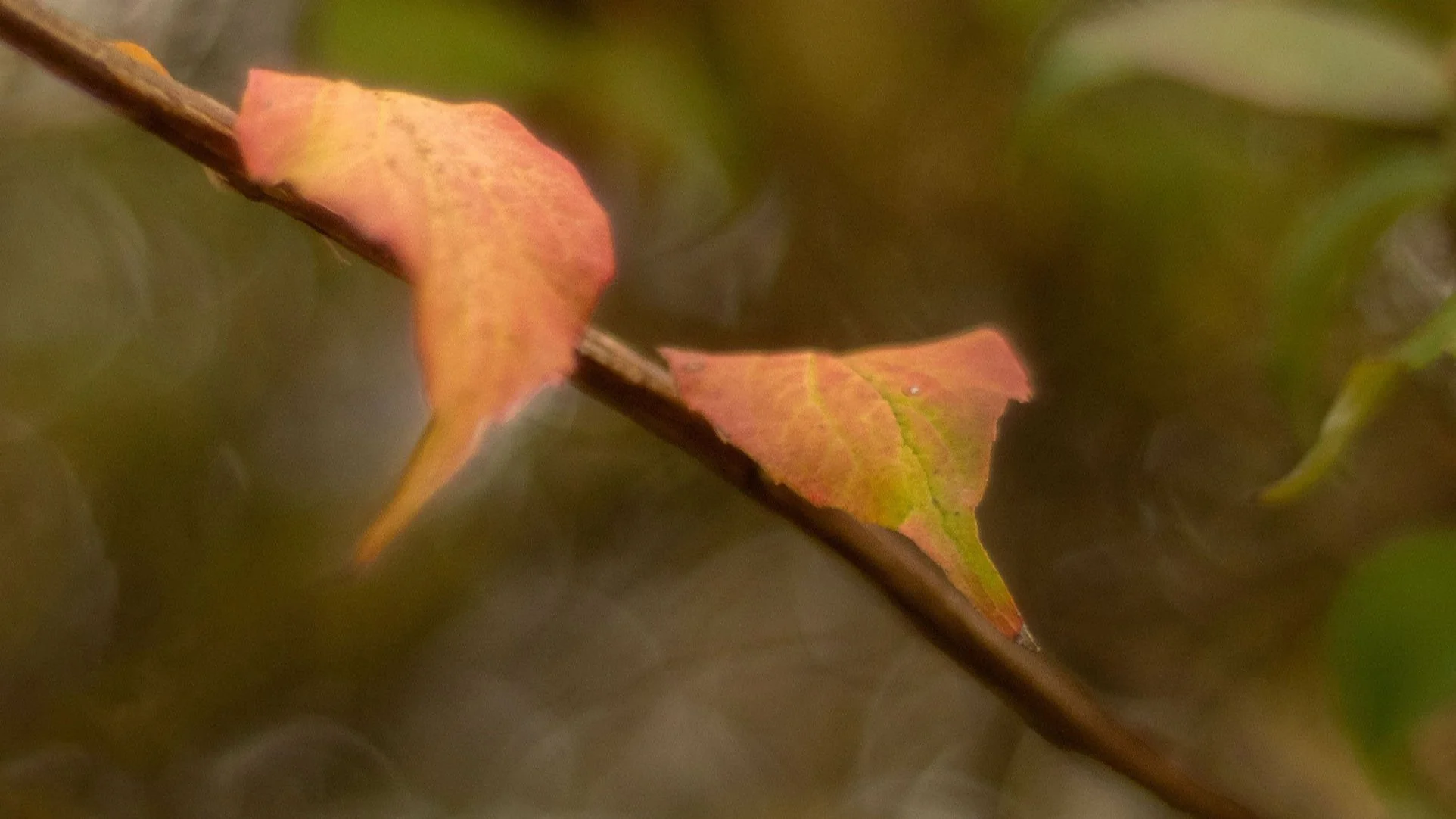 2 laubblätter im swinger club - pb100278 kopie.jpg