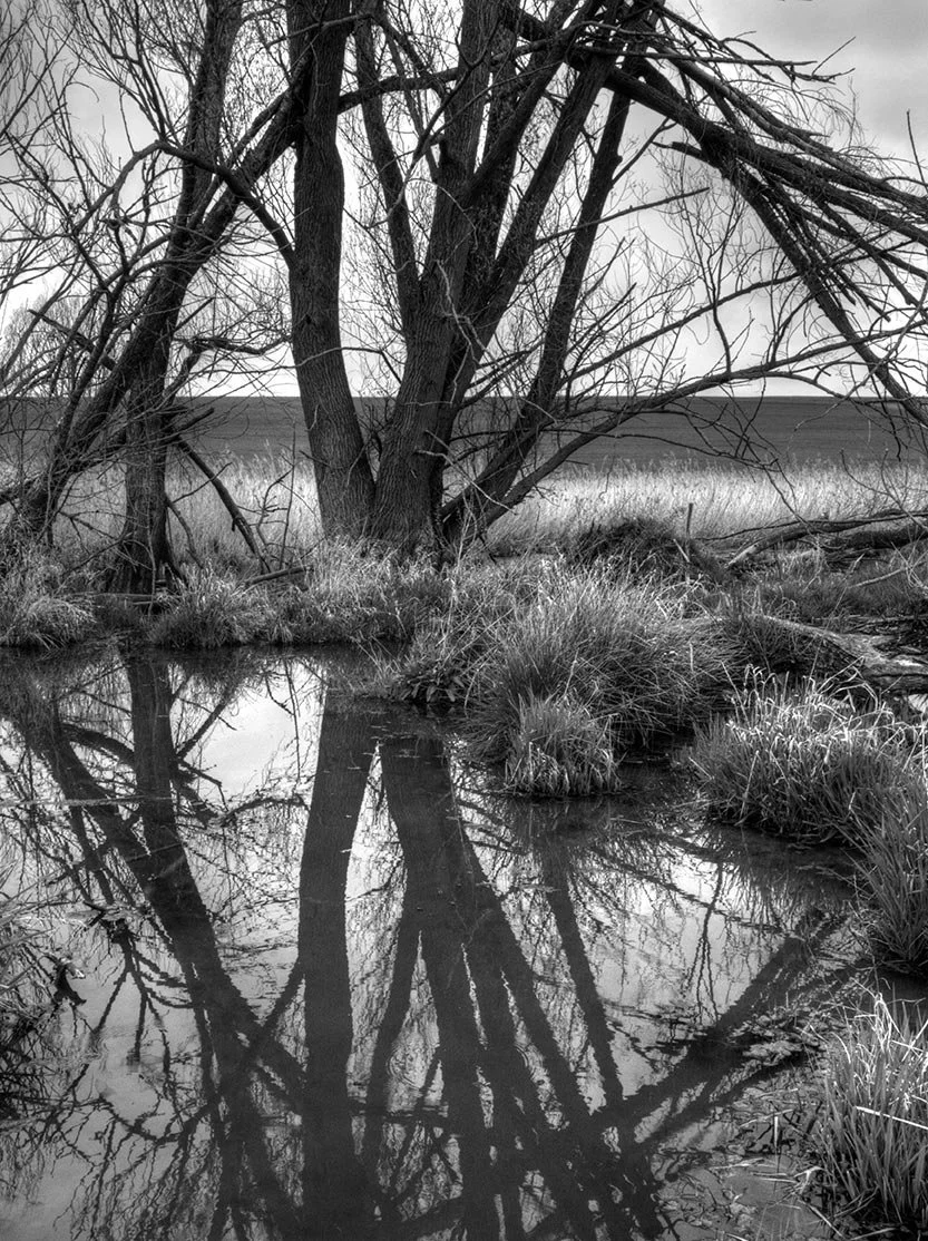 Bäume-Spiegelung-s-w_P5010024_tonemapped.jpg