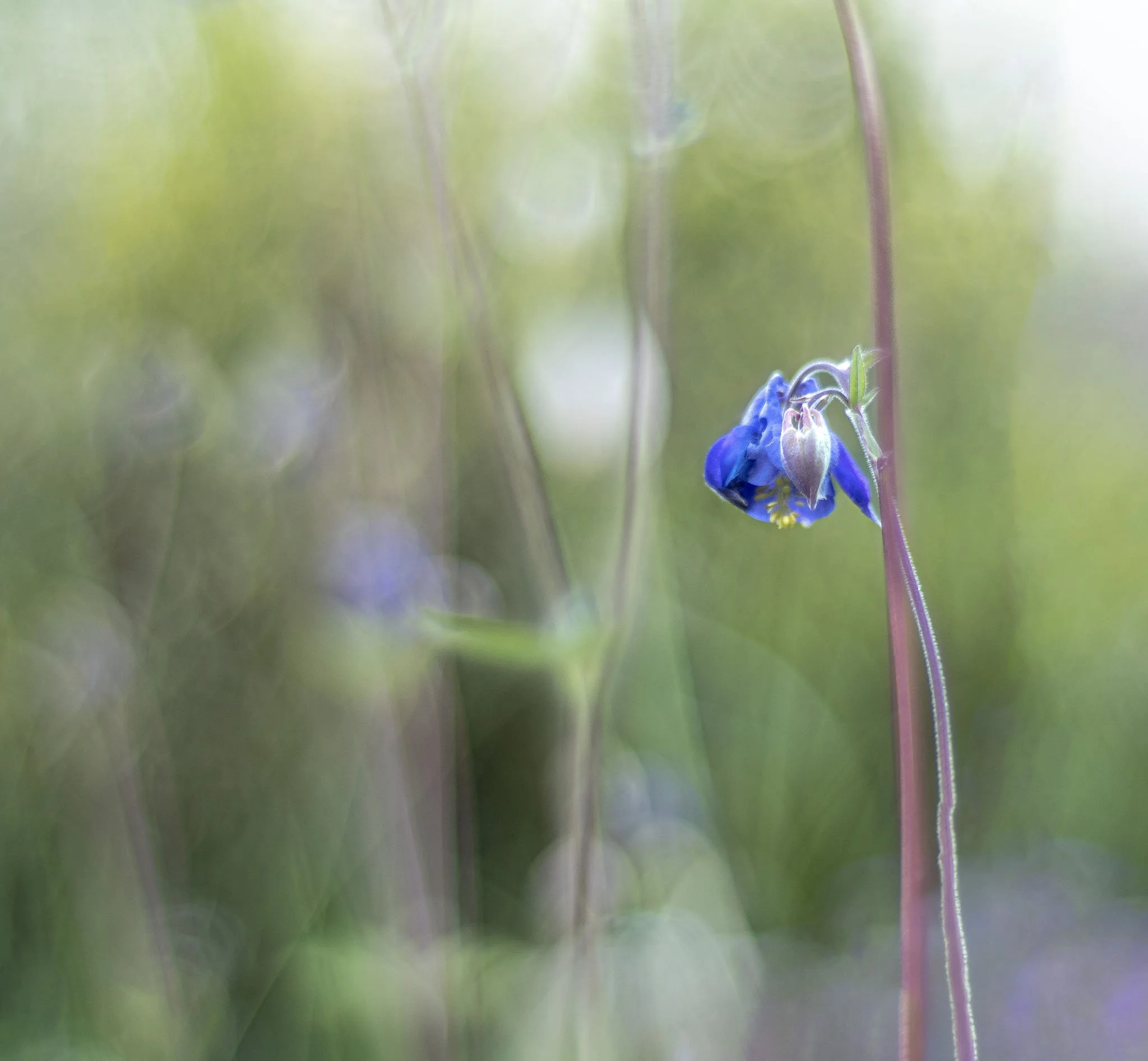 Violette Akelei? - P5100152 Kopie.jpg