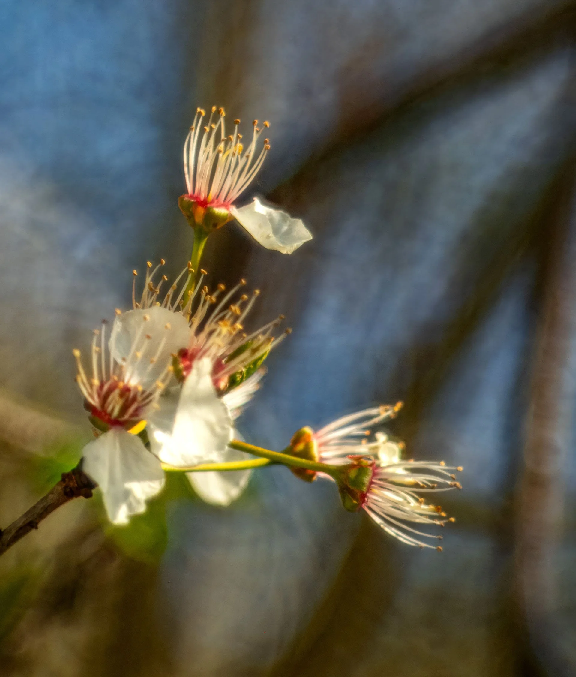 Mirabellenblüte? Ausschnitt - P4100045xy Kopie.jpg