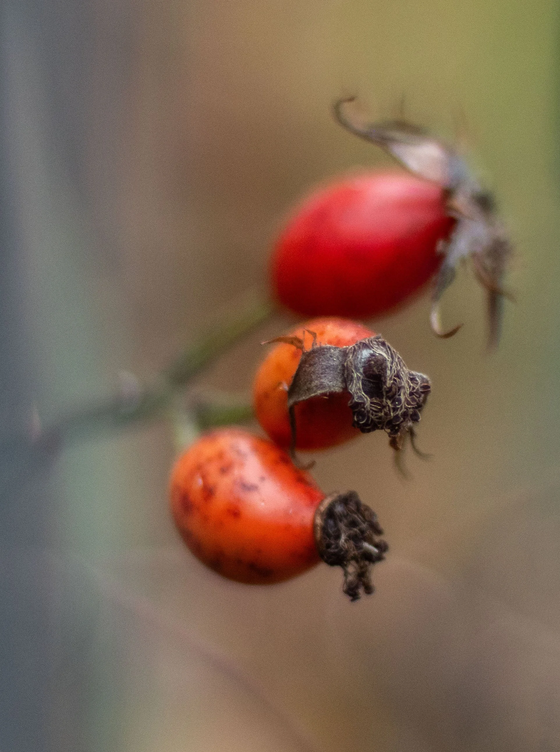 3 Hagebutten - PB100300 Kopie.jpg