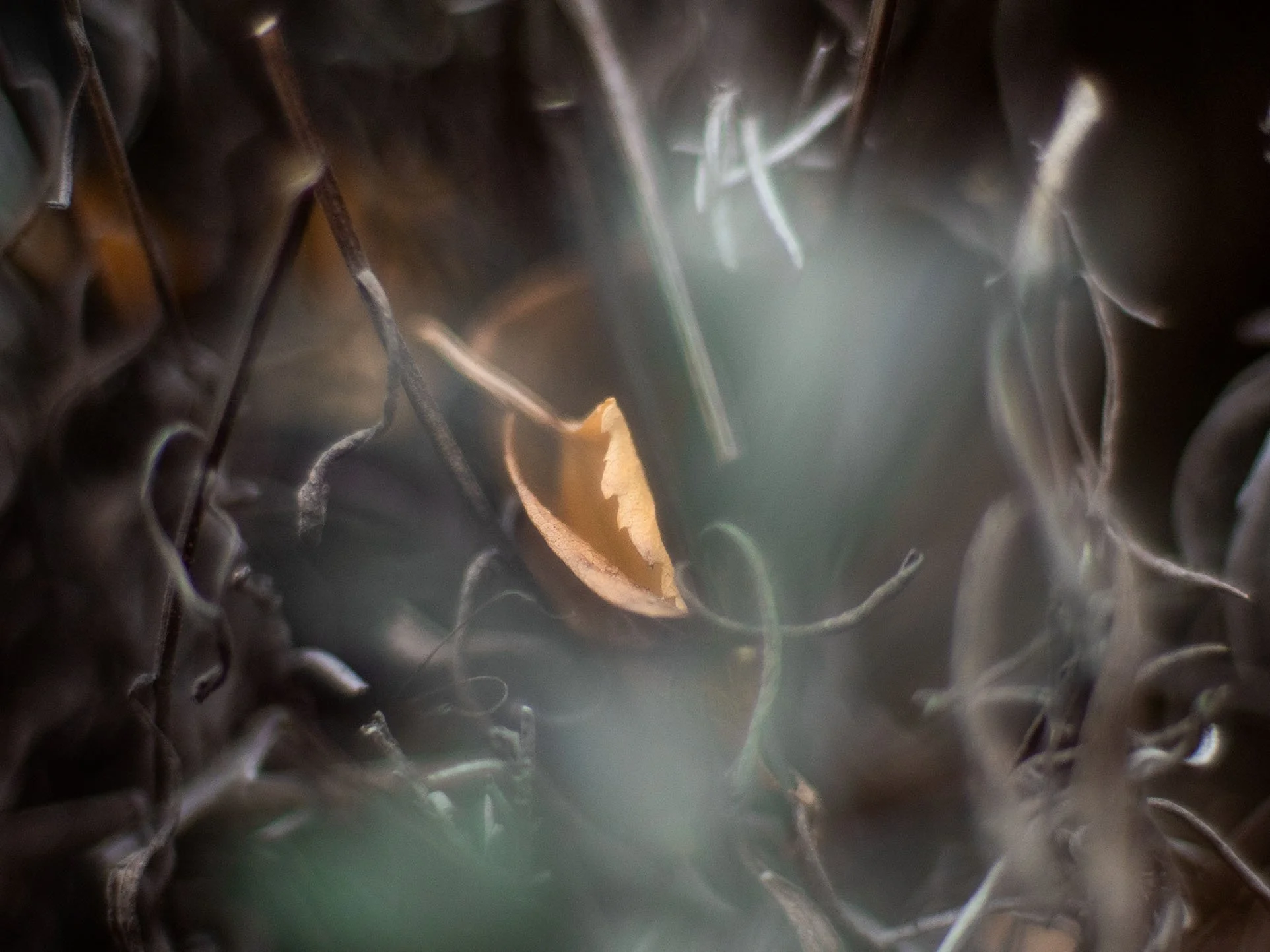 Laubblatt im Geisterschlpss - PB100291 Kopie.jpg