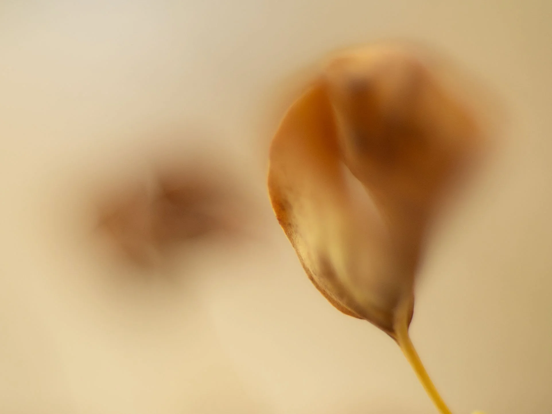 Laubblüte - PB100242 Kopie.jpg