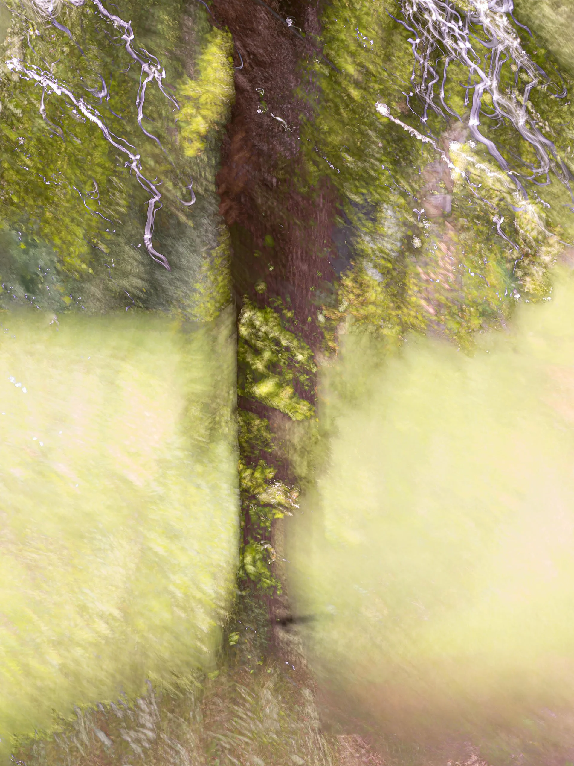 Baum im Nebelgrün - kleine Datei - P6030528xy Kopie.jpg