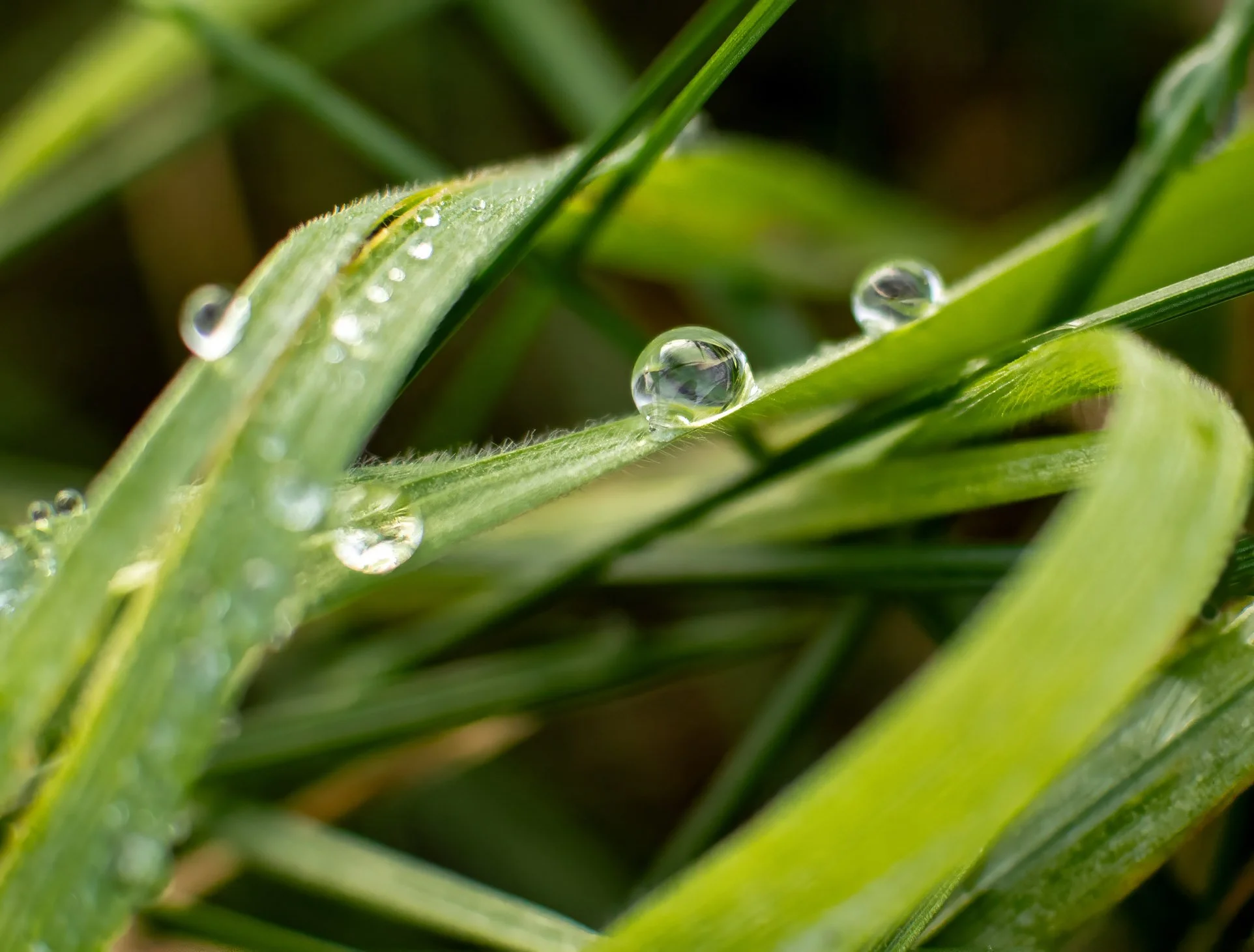 Tarzantropfen - PC270450xy Kopie.jpg