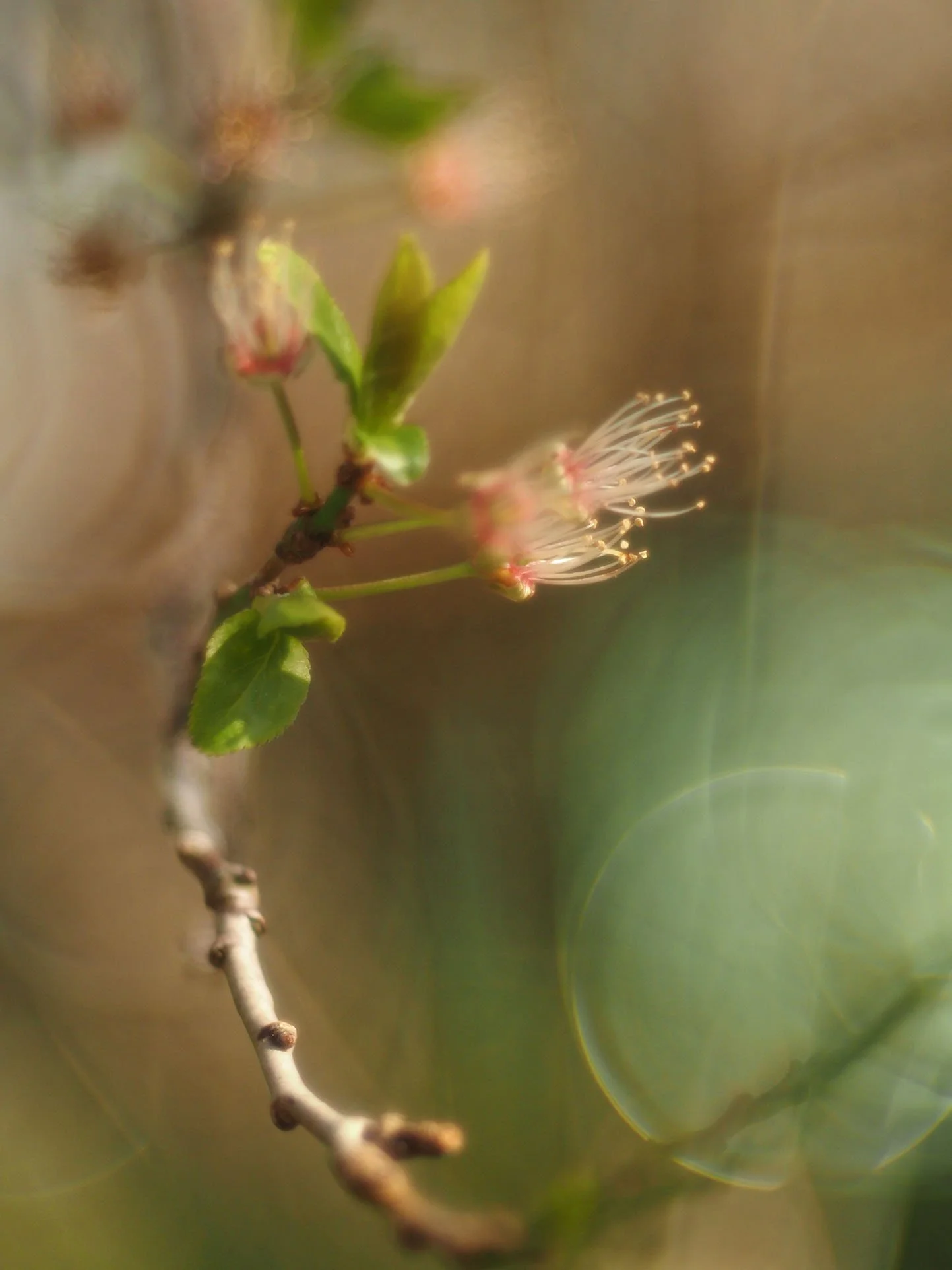 Mirabellenblüten?zweig Vs. 2 - P4100031 Kopie.jpg