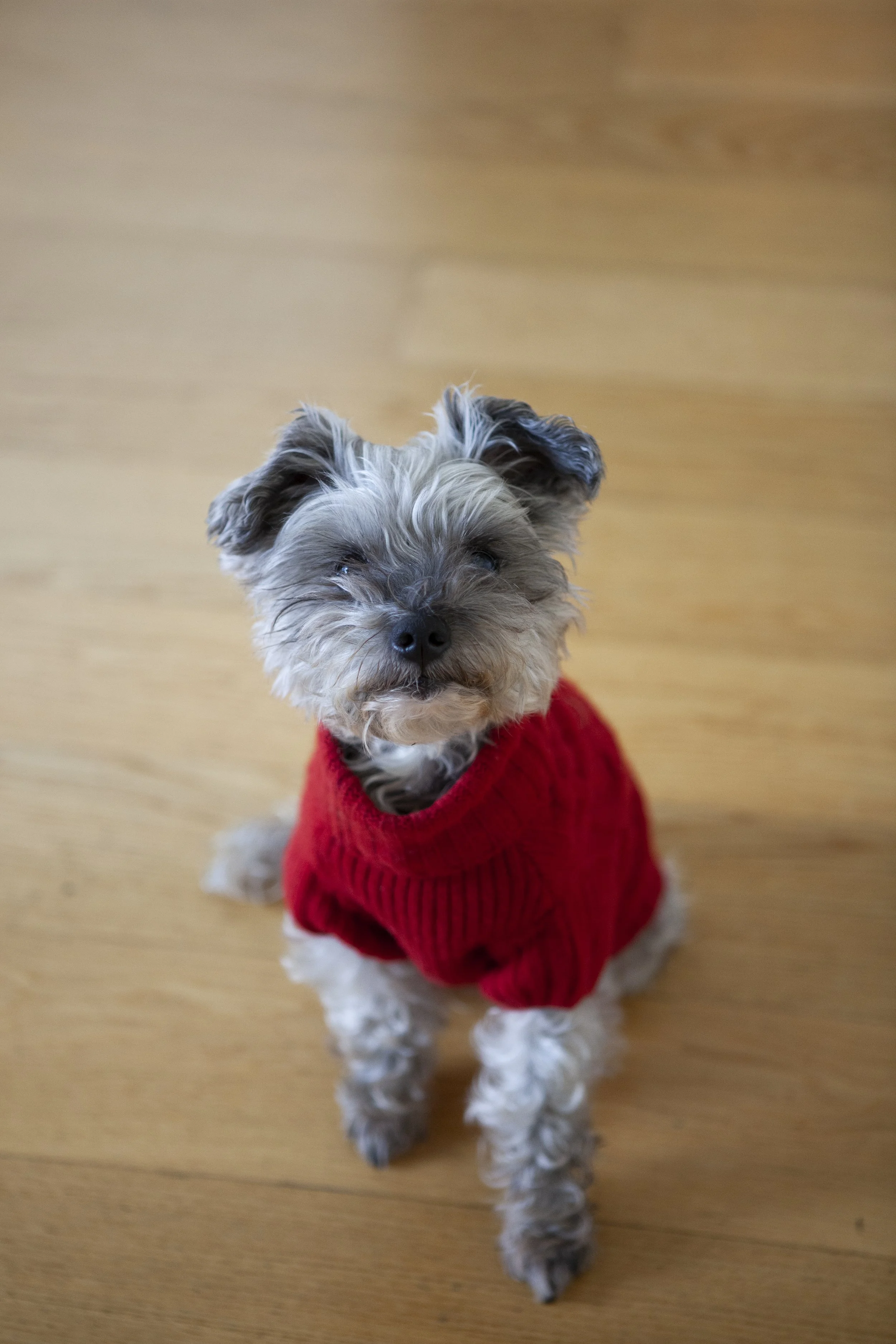 Small dog with curly fur, wearing a red sweater, sitting on a wooden floor, looking up.