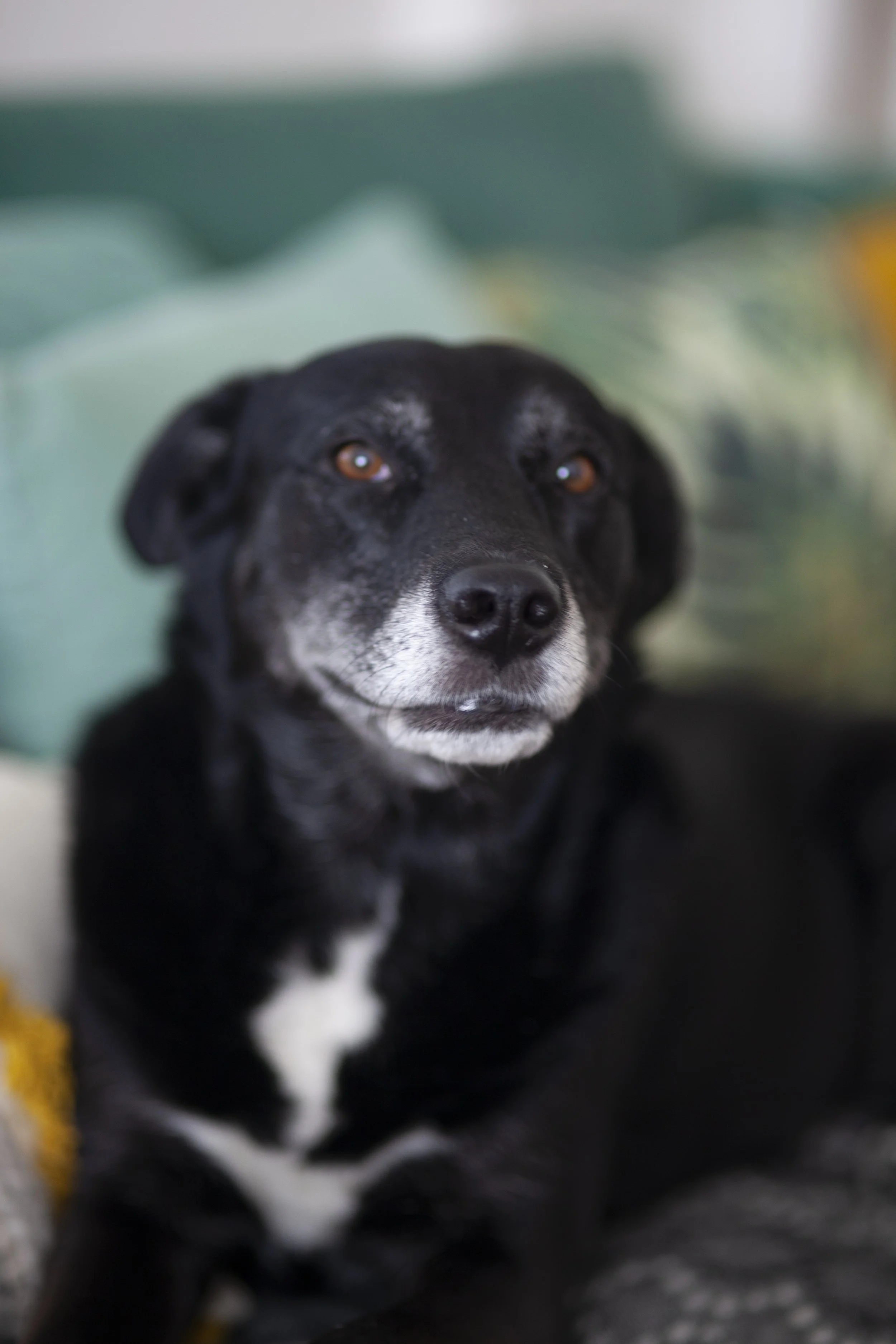 Close-up of a black dog with white markings, lying on a surface, with soft focus background.