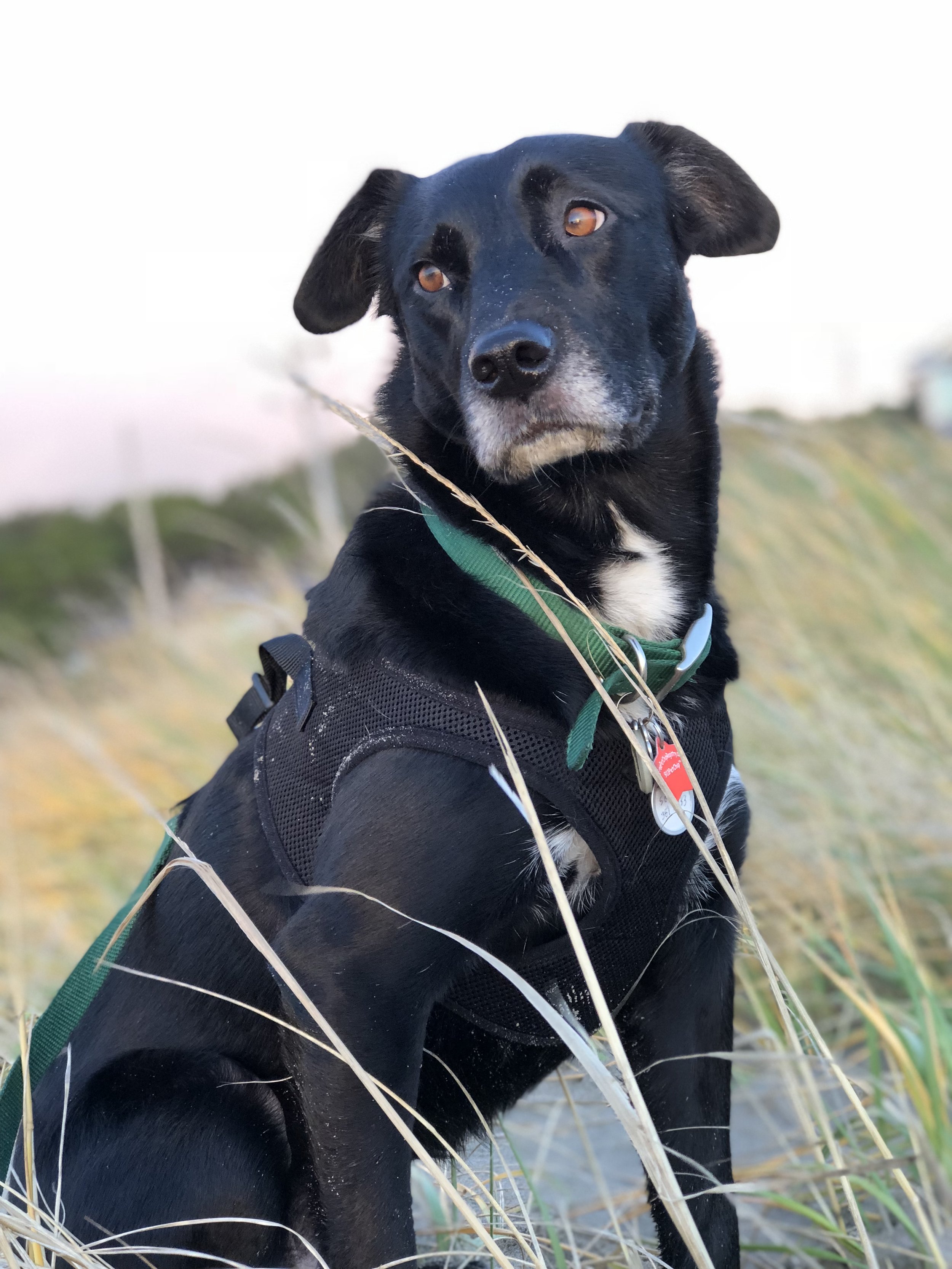 Close-up of a black dog with white markings, lying on a surface, with soft focus background.