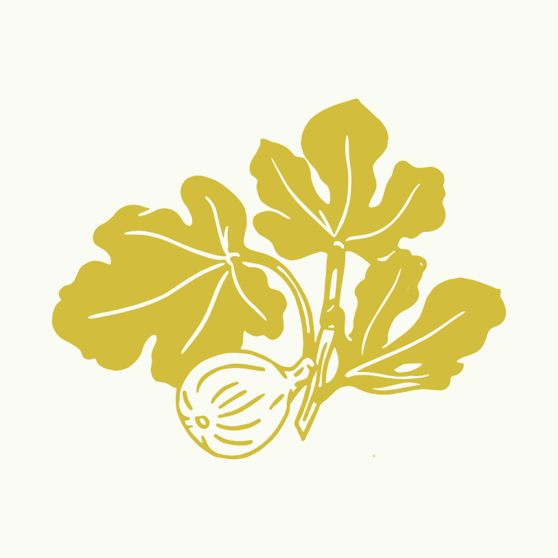 Line drawing of a plant with broad leaves and a bulb at the base, in a mustard yellow color on a light background.