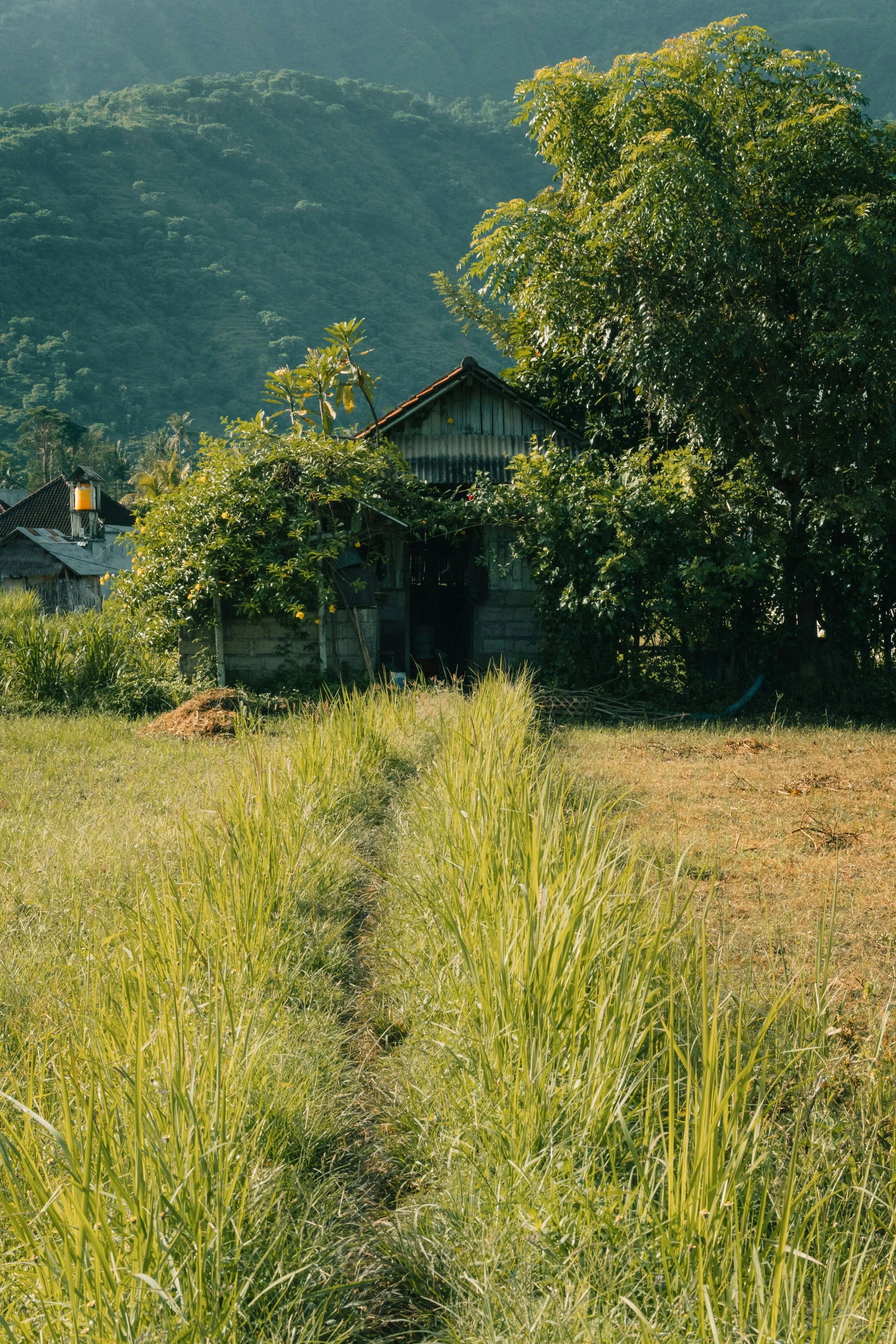 A rural house surrounded by trees, grass, and mountain in the background.