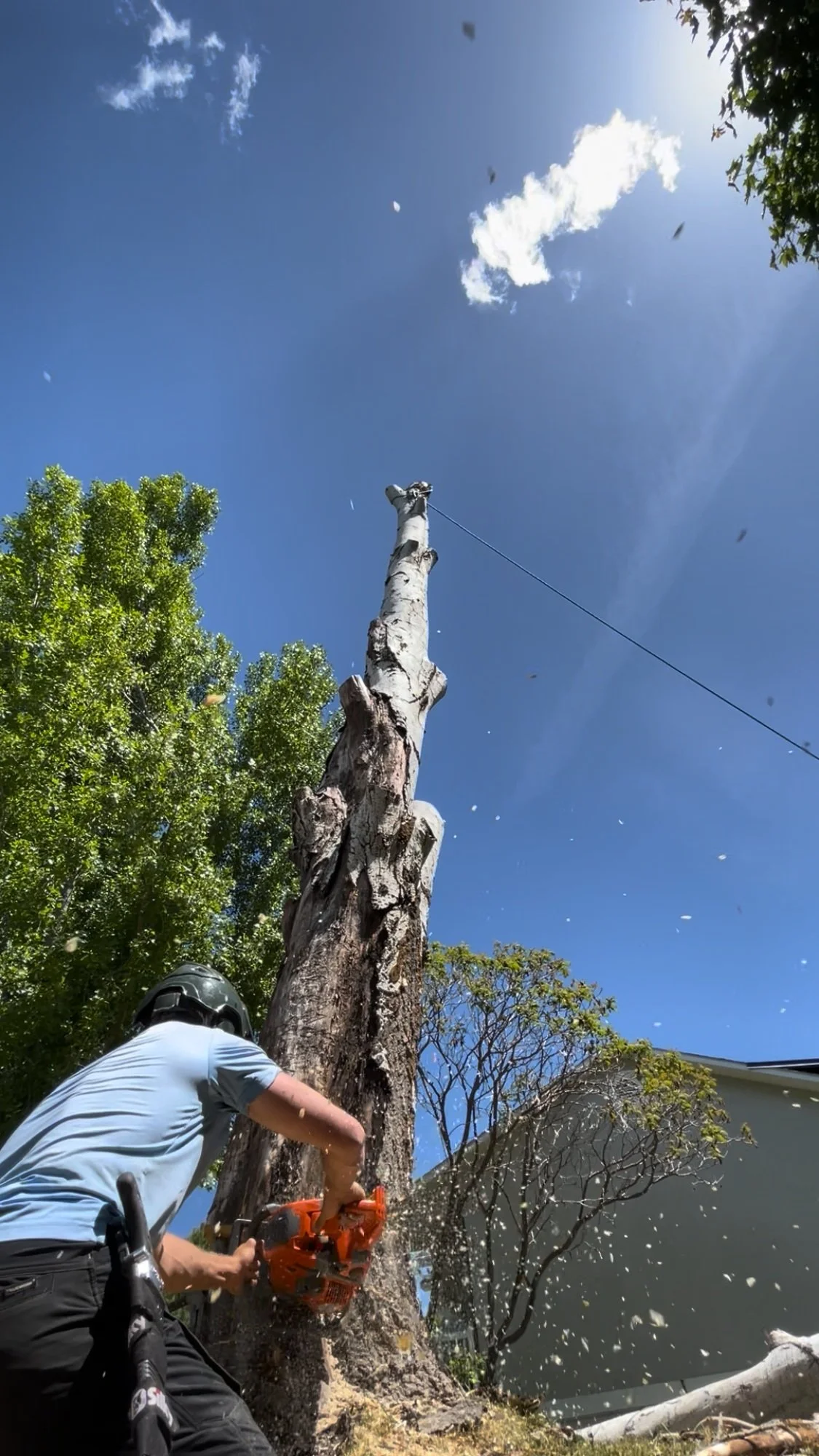 A person wearing a helmet and professional clothes is cutting down a large dead tree with a chainsaw, with sawdust flying around, under a bright blue sky with a few clouds.