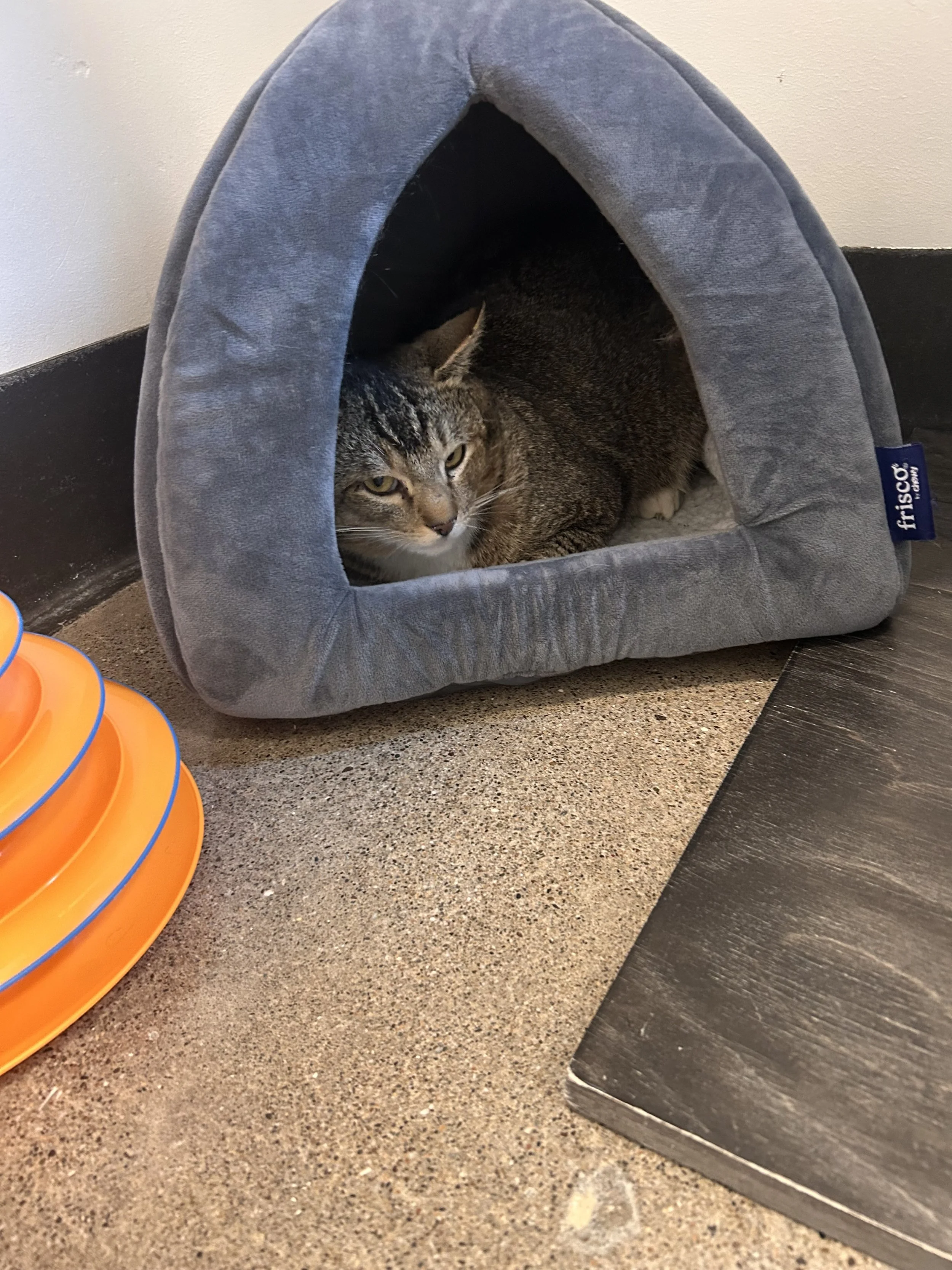 Chancey was transfered to the SF SPCA and adopted within 2 weeks! 