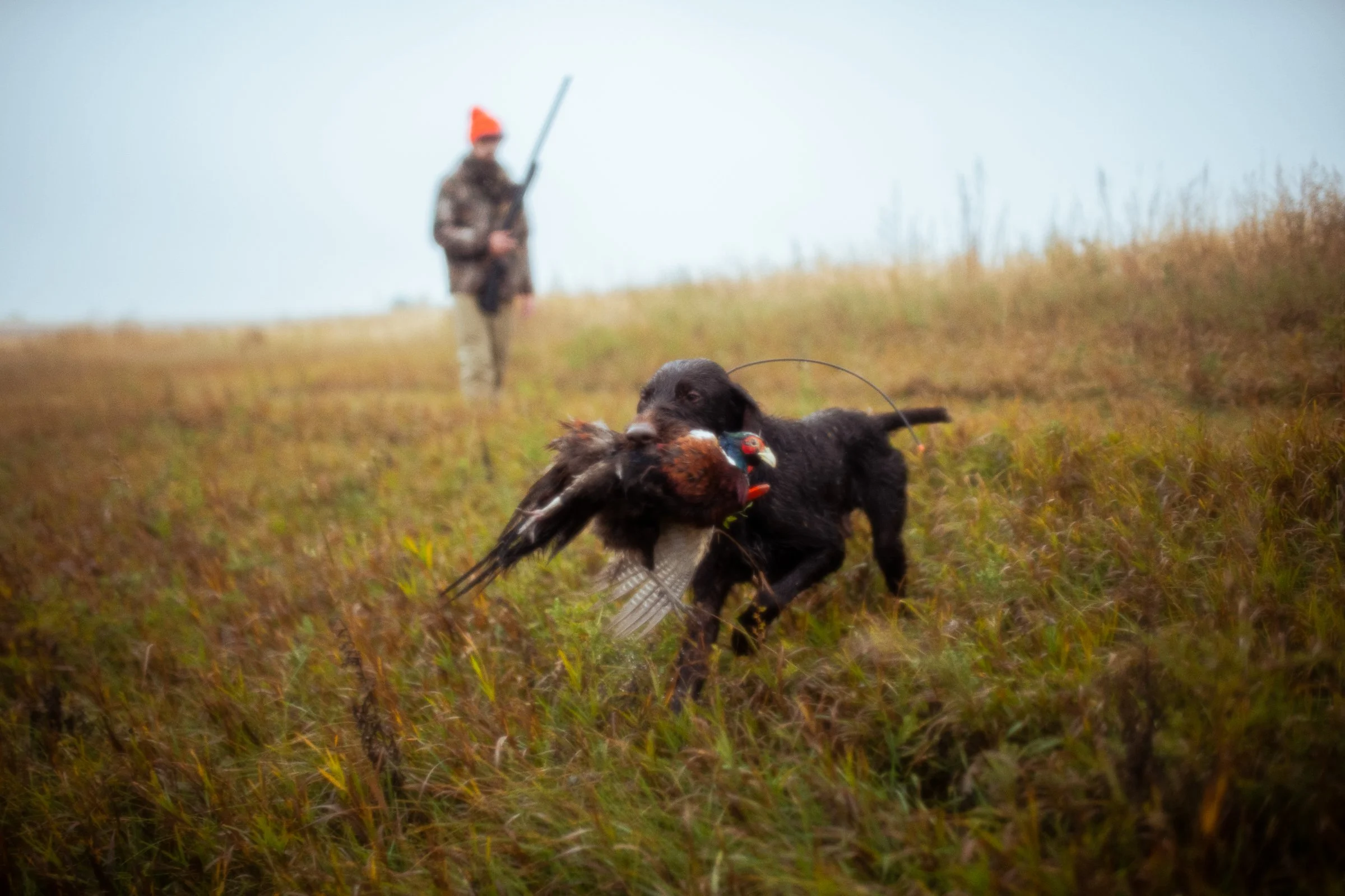 Black Labrador retriever wearing a camouflage vest sitting among tall grass near a body of water with a clear blue sky in the background.