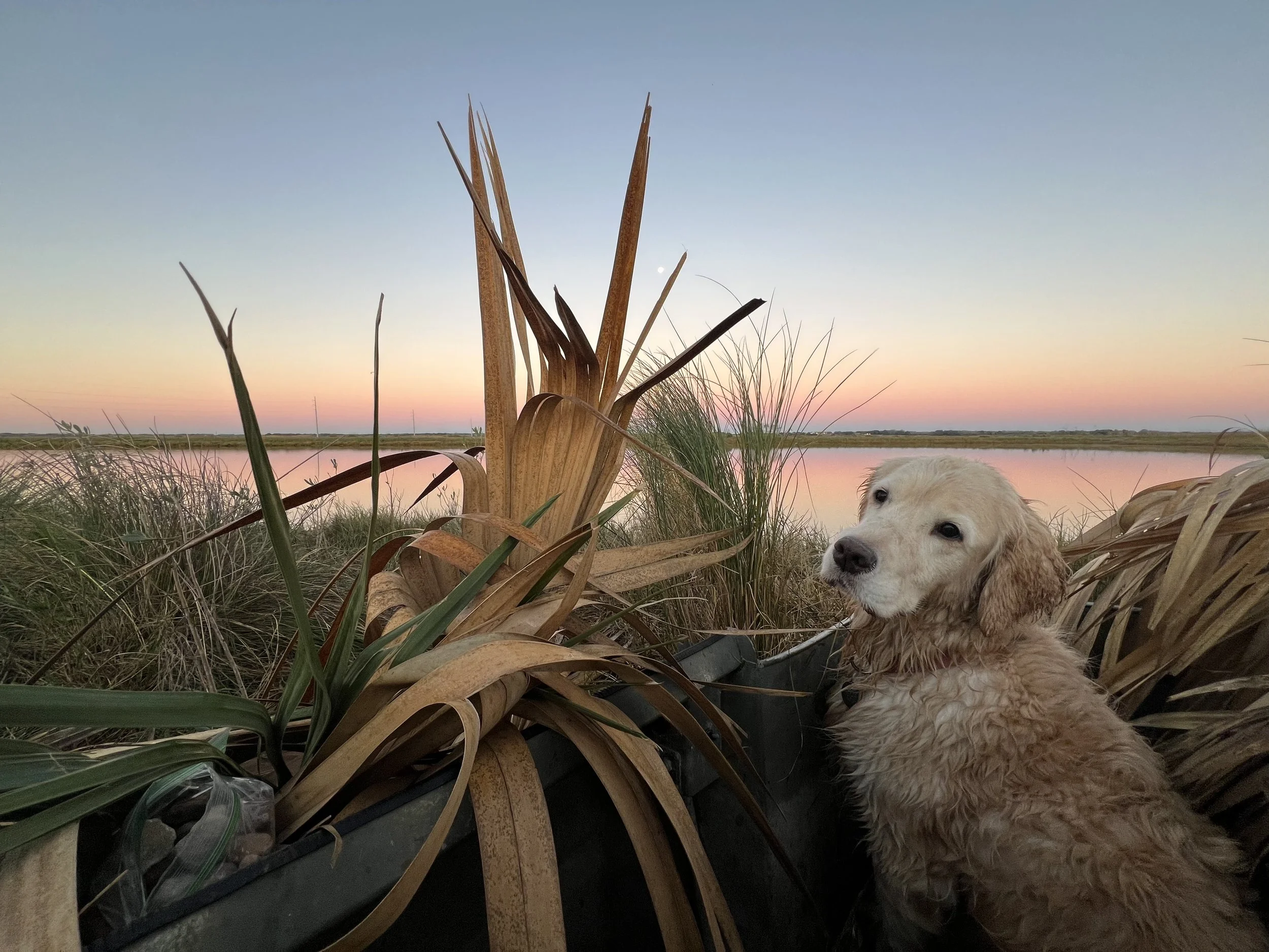 A golden retriever puppy sitting among dried grass and plants by a body of water at sunset.