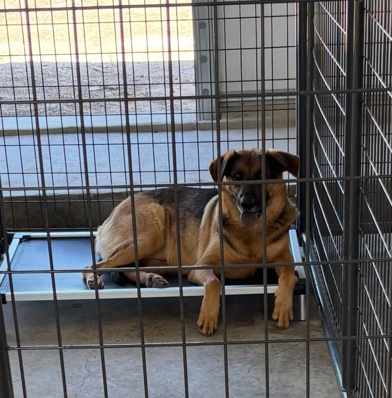 A dog lying on a raised bed inside a chain-link kennel, with an outdoor patio visible through the fencing.