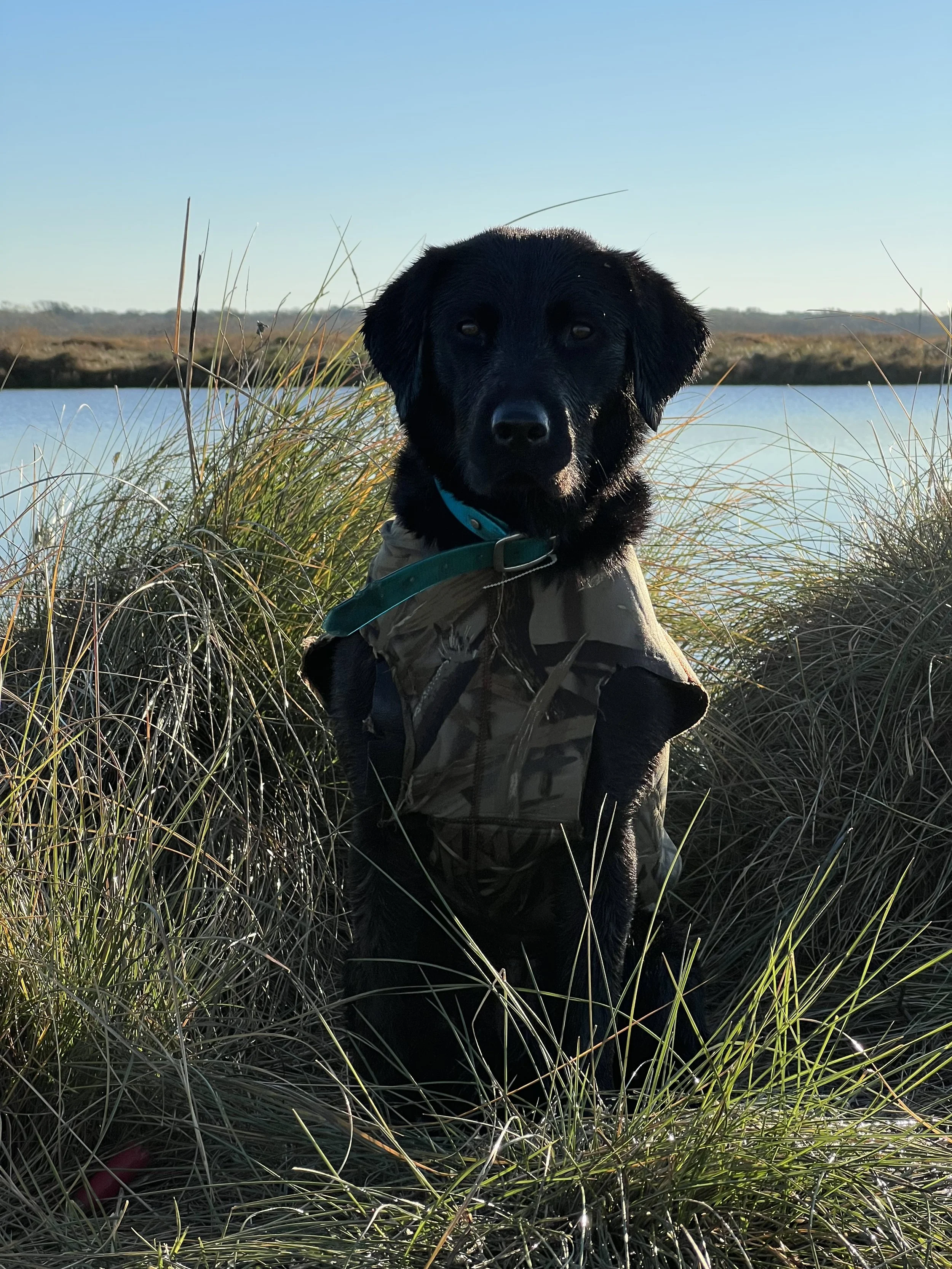 Black Labrador retriever wearing a camouflage vest sitting among tall grass near a body of water with a clear blue sky in the background.
