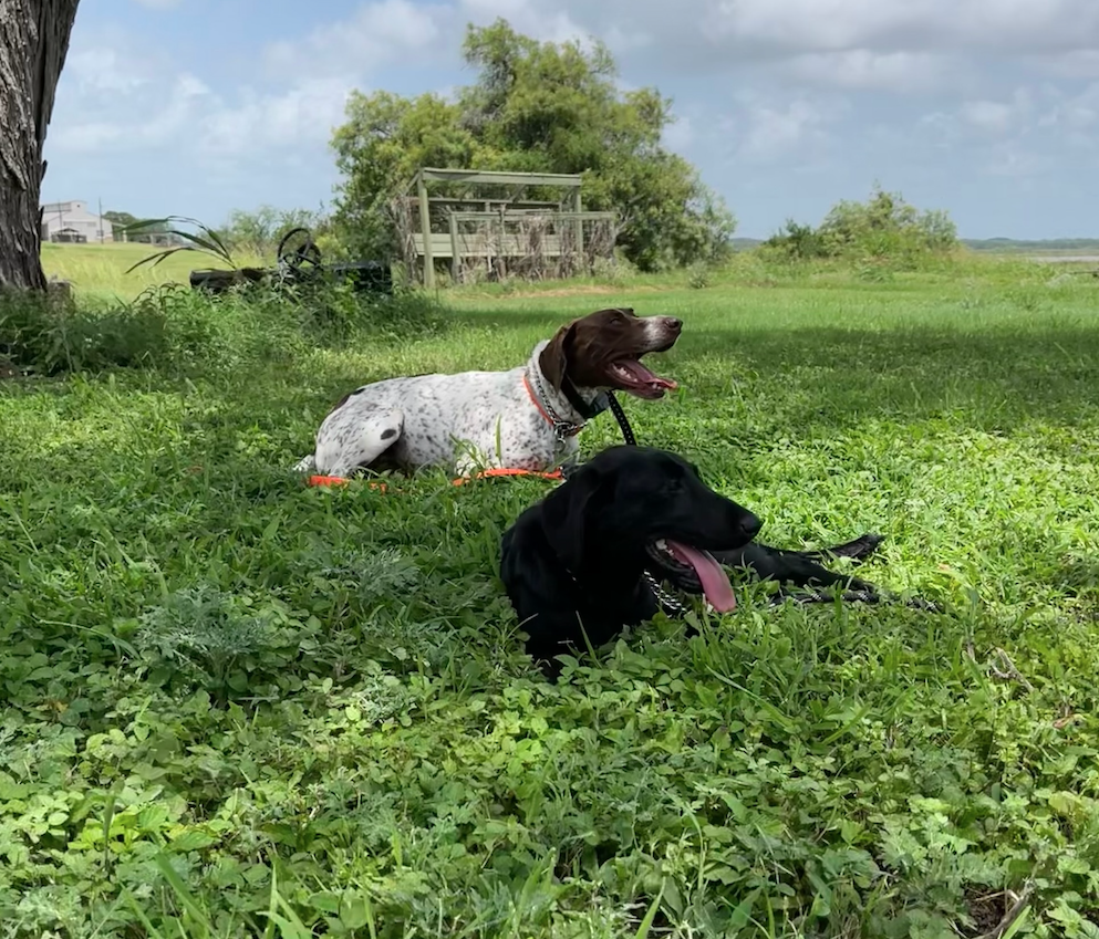 A dog lying on a raised bed inside a chain-link kennel, with an outdoor patio visible through the fencing.