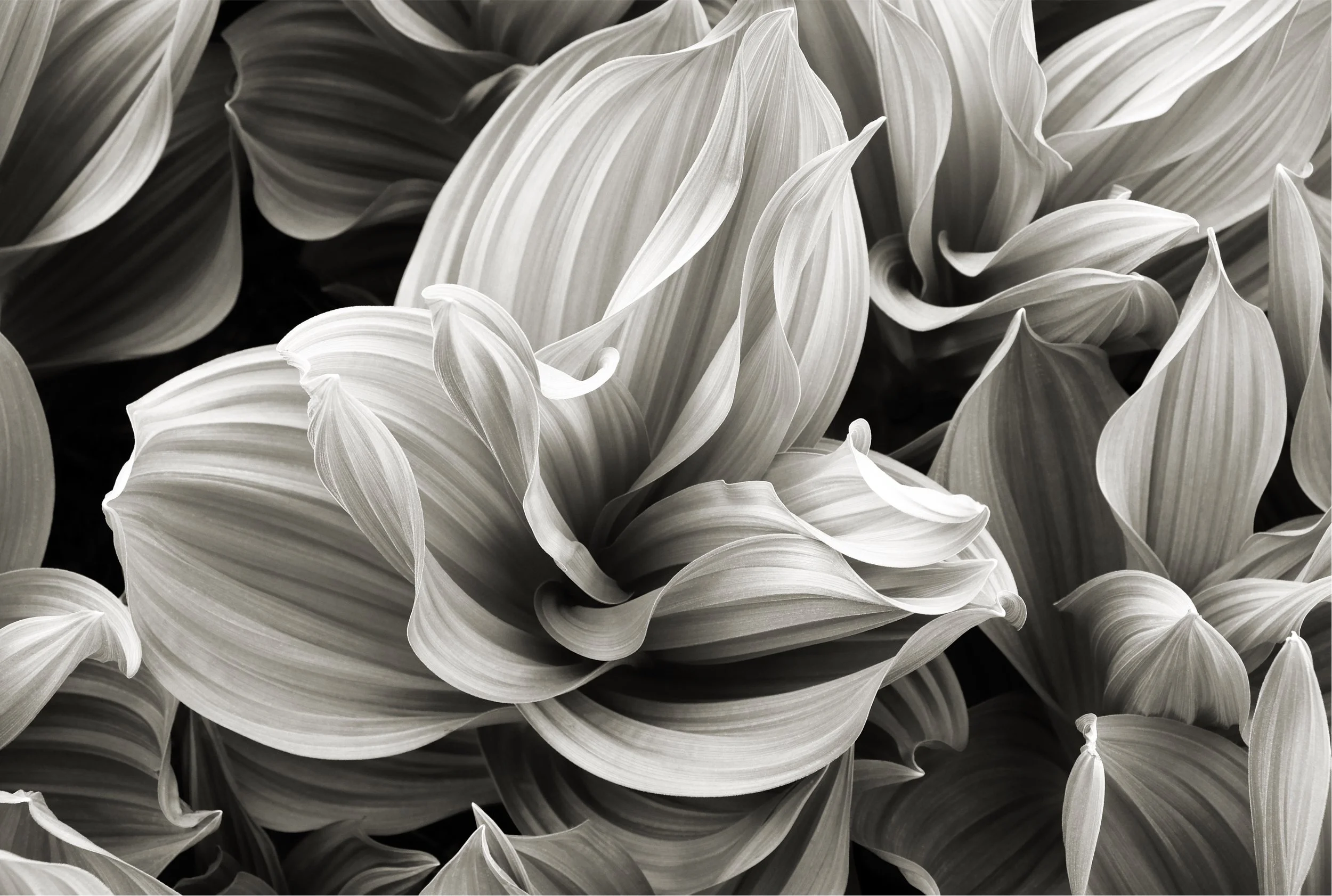 Botanicals