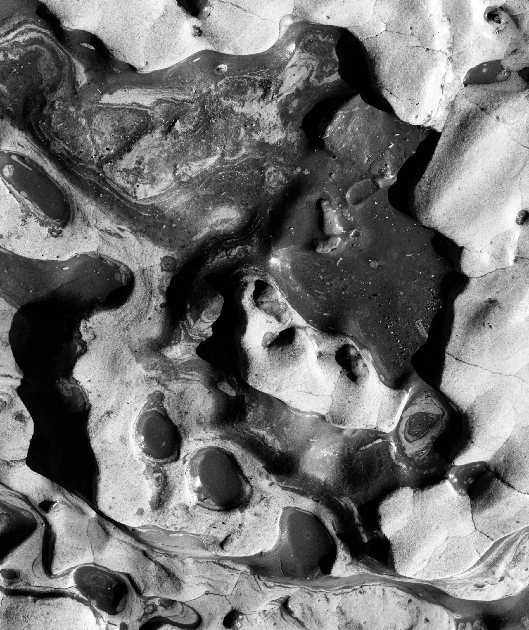 Point Lobos Abstract No.3