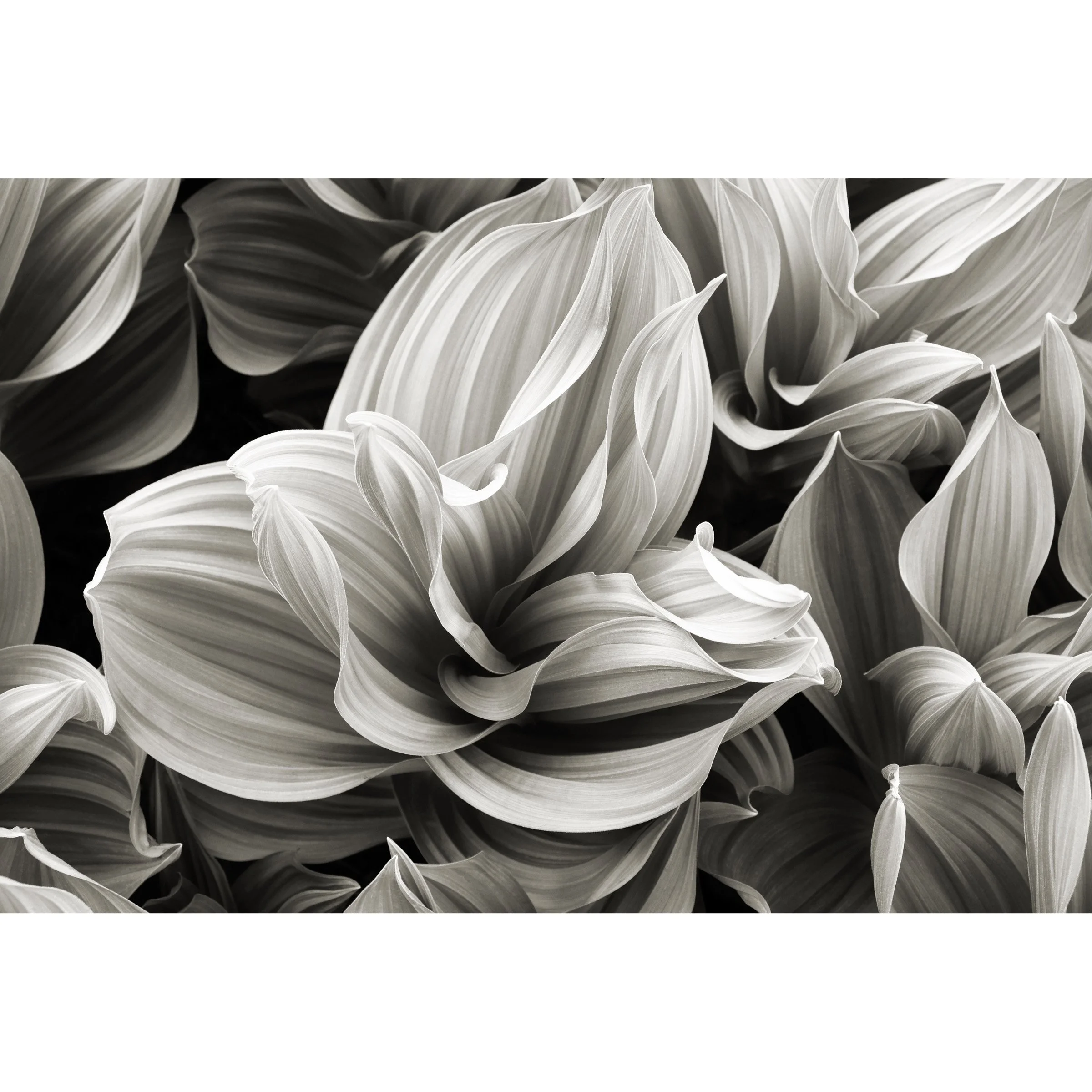 Corn Lilies, Palomar Mountain 2015
