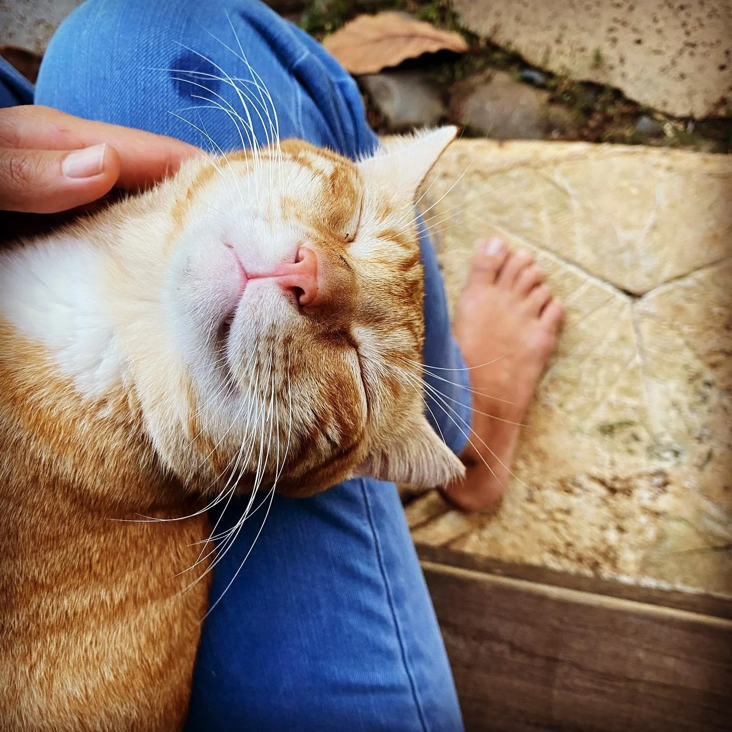 This is Sunny,

He is very special kitty and he needs a forever home.

I&rsquo;m in love with him and would totally keep him if I didn&rsquo;t already have two cats. 

He&rsquo;s very smart, loyal and full of courage. Today, he walked down to the bea