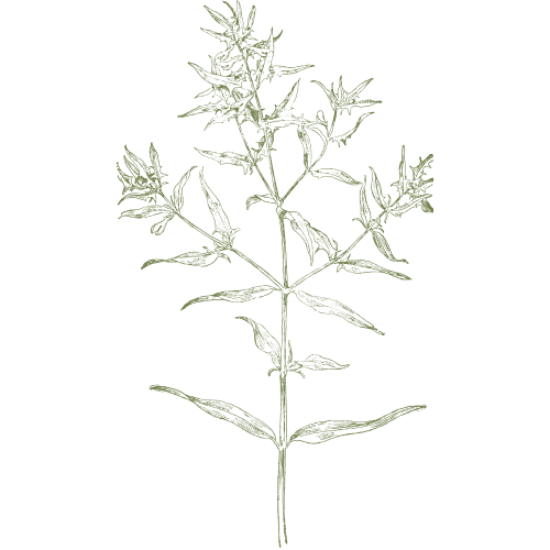 Non Toxic Cooking Tools in a Short Term Rental