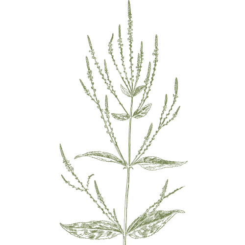 Illustration of a plant with multiple leaves and thin, pointed flower or seed stalks.
