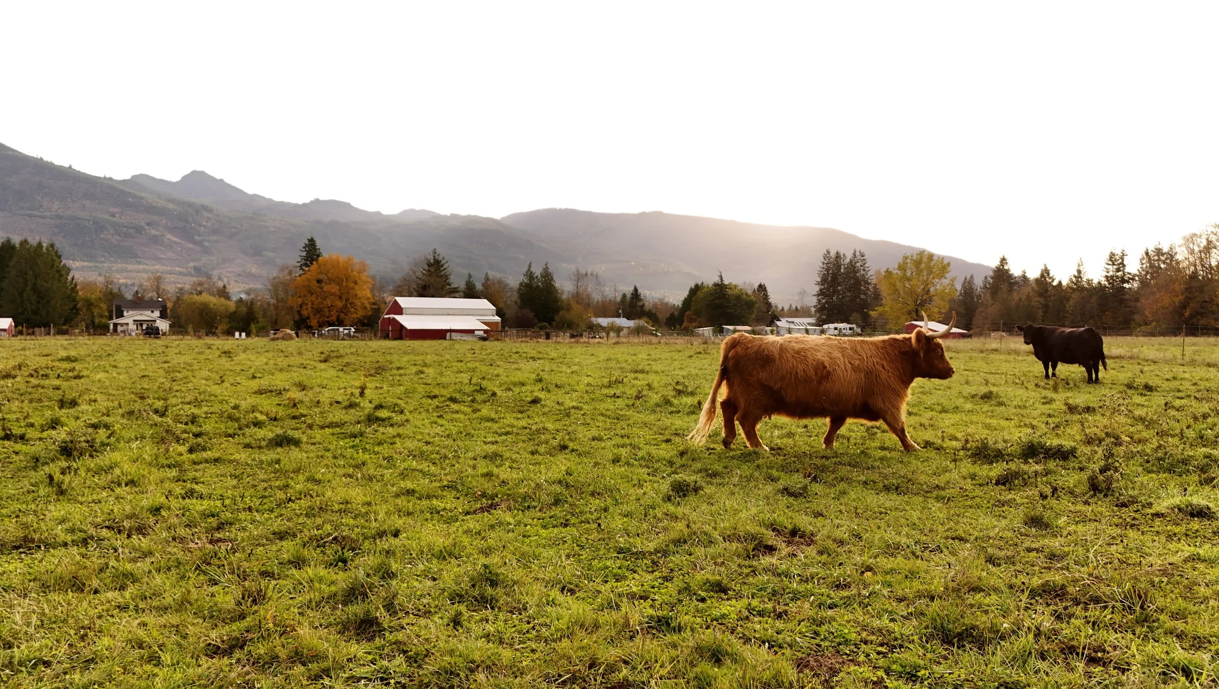 Cows_Sunbeautifu - Edited.jpg