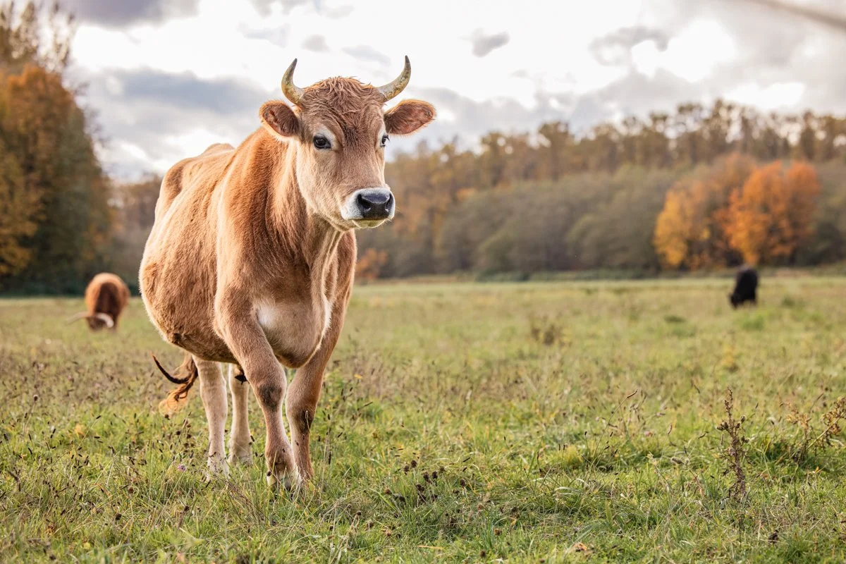 A cow standing in a grassy field with trees in the background during autumn.